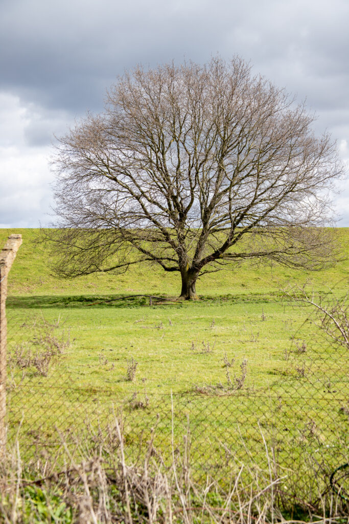 Fields behind Hampden Place, Frogmore, which will be blighted by a rail freight terminal.
