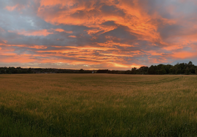 The Green Belt land in Harpenden proposed for development.