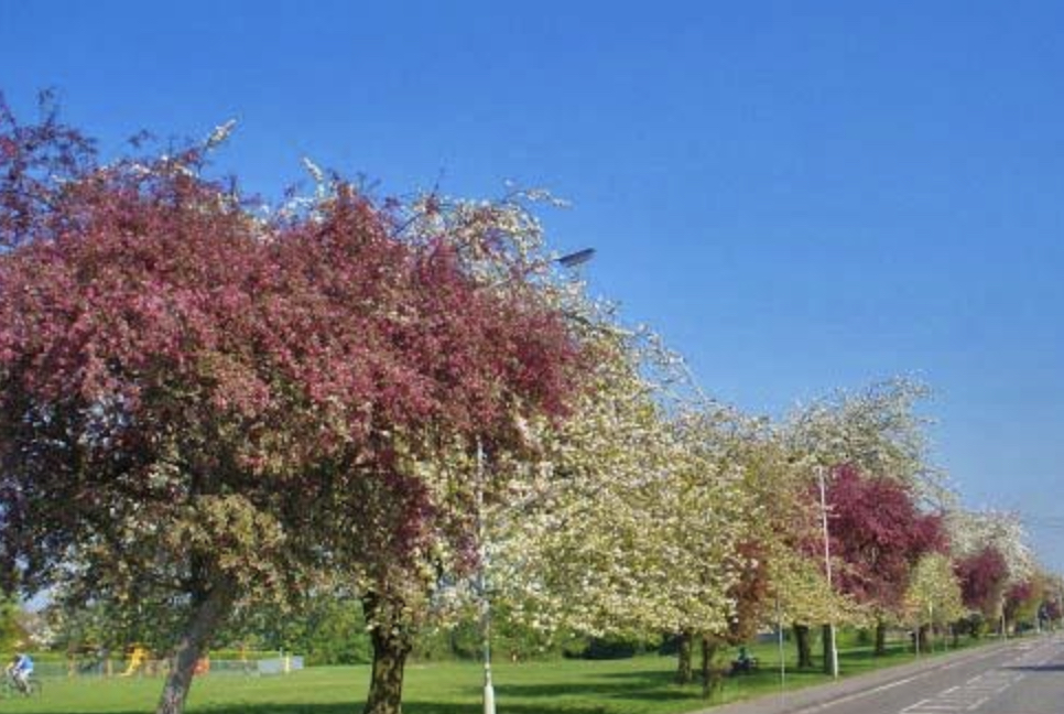 St Bernard's Heath blossom trees by tour guide John Johnson