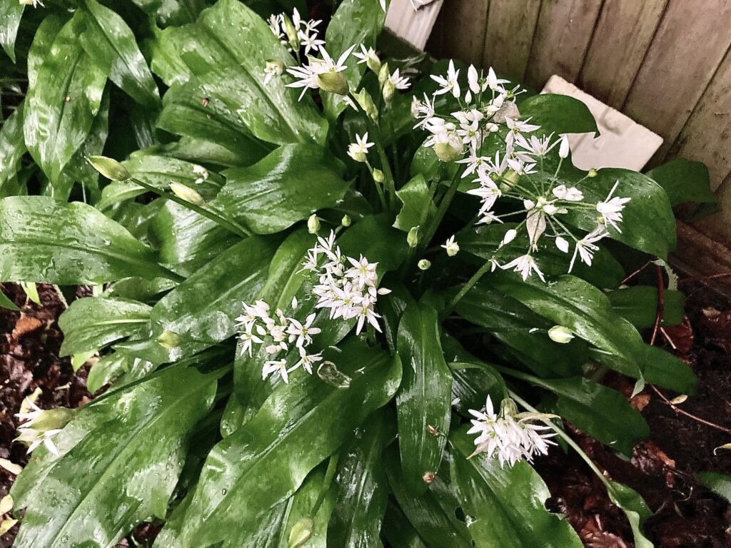 Elena Hogg has been out foraging!