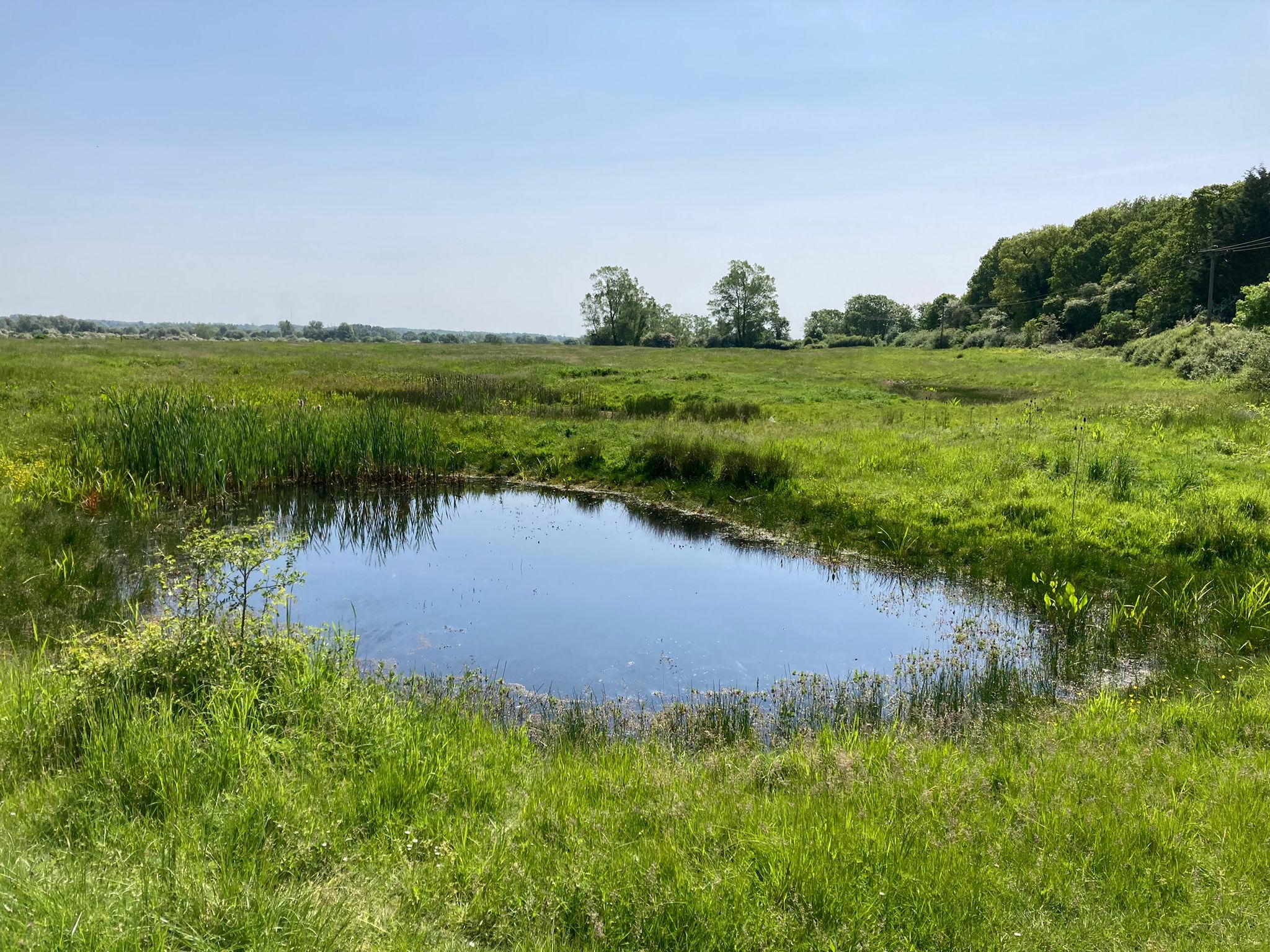 Smallford Pits is at risk from development.