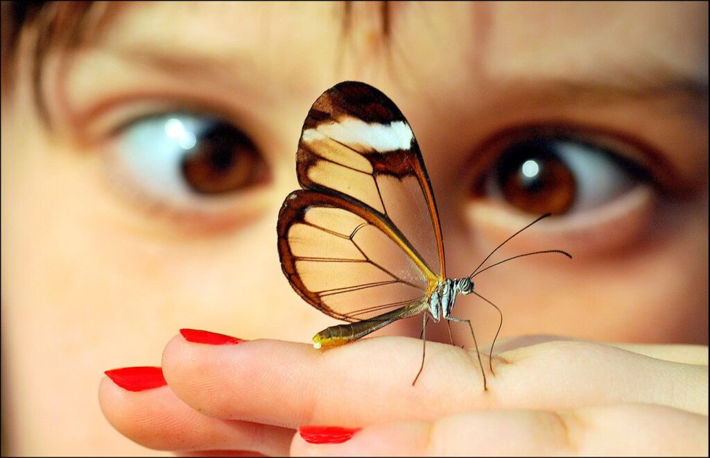 Wonderment by Tom Couch.