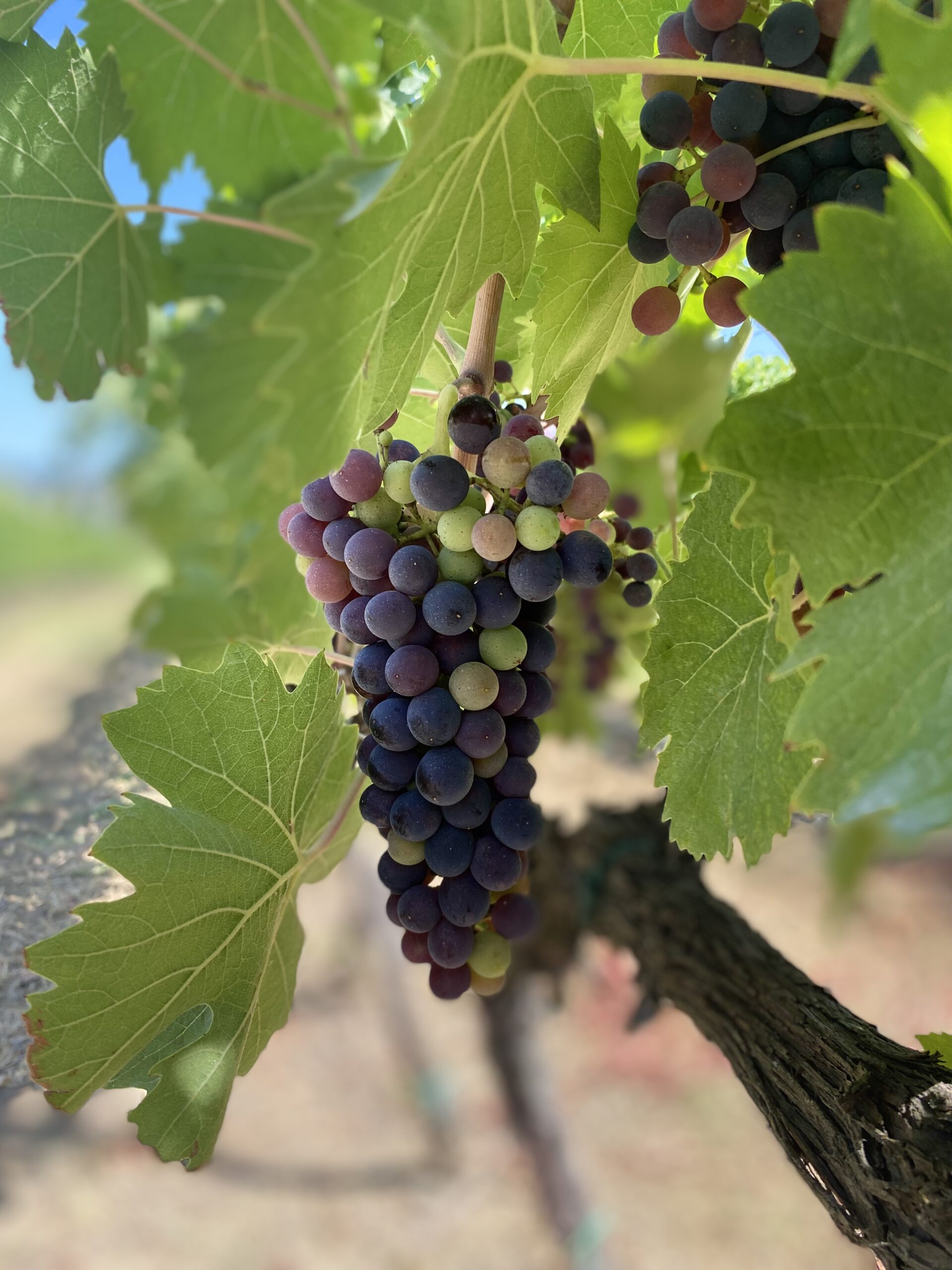 The Wine Enthusiast explores some Italian reds.
