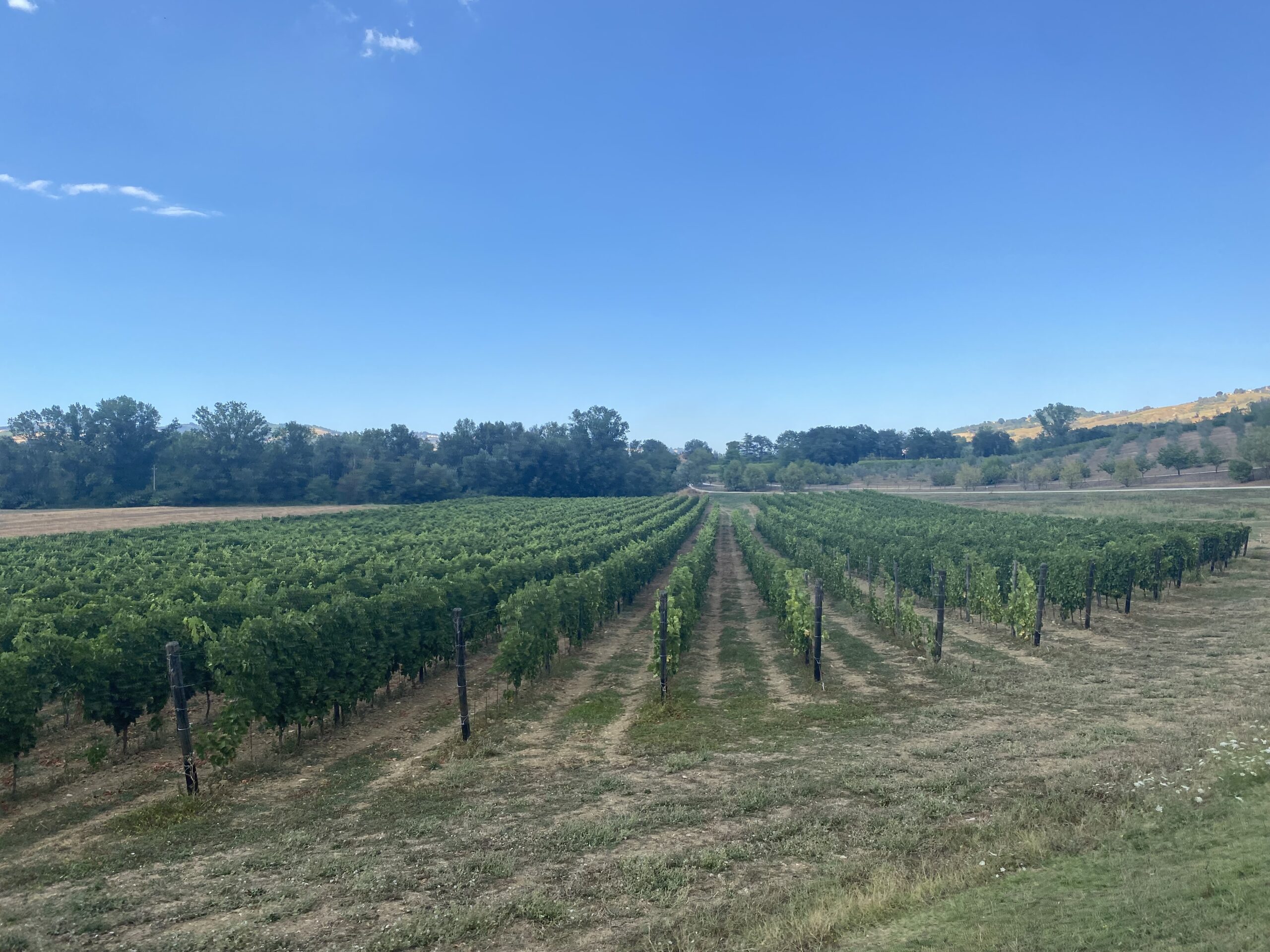 The Wine Enthusiast explores some Italian reds.