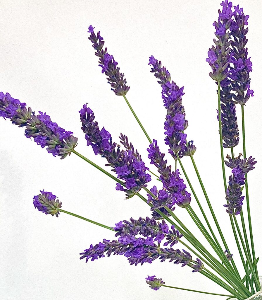 Add a touch of lavender to your food...