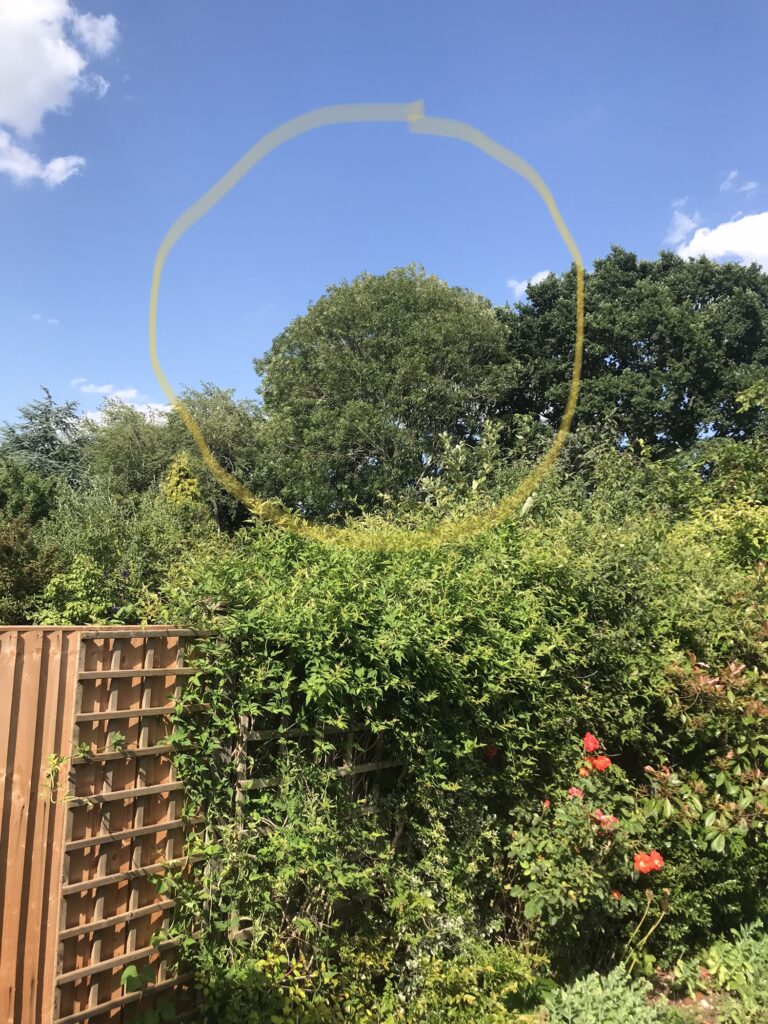 Another mature tree Network Rail wants to chop down.