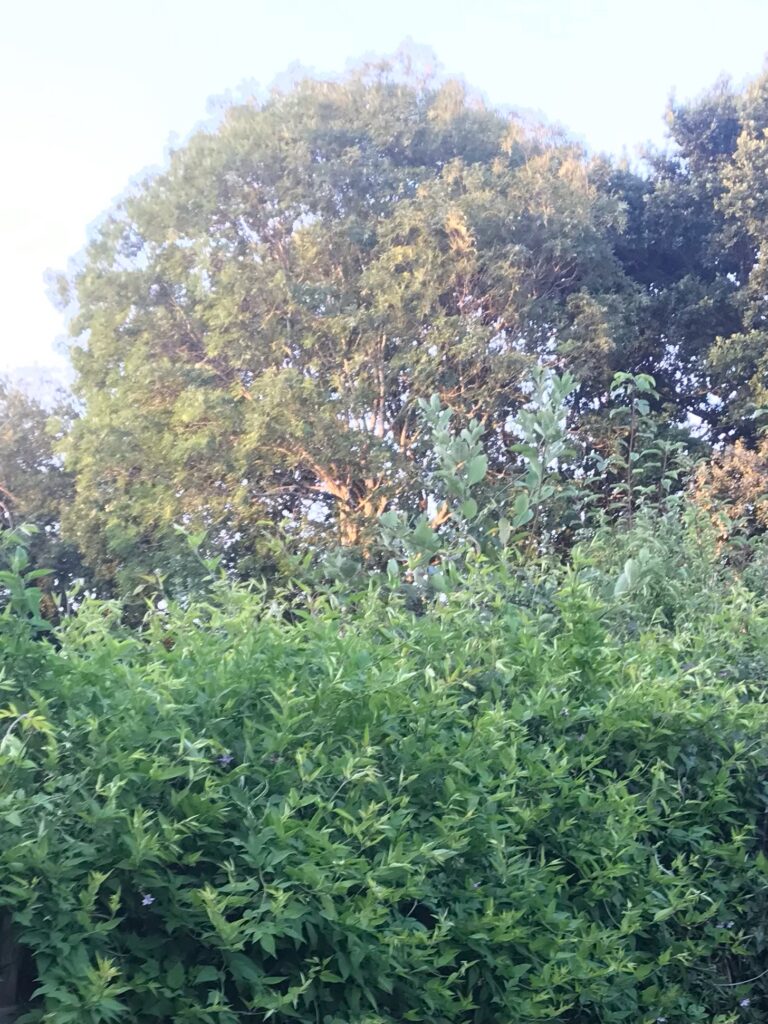This tree also faces the axe.