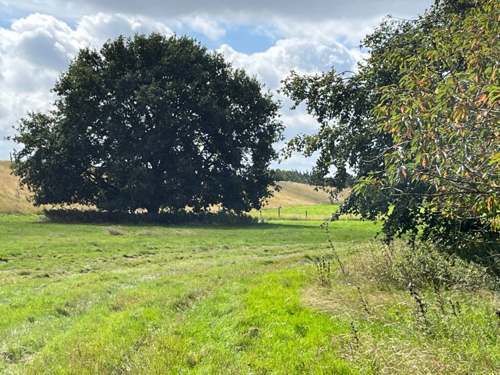 The site of the proposed rail freight depot at the back of Hampden Place in Park Street.
