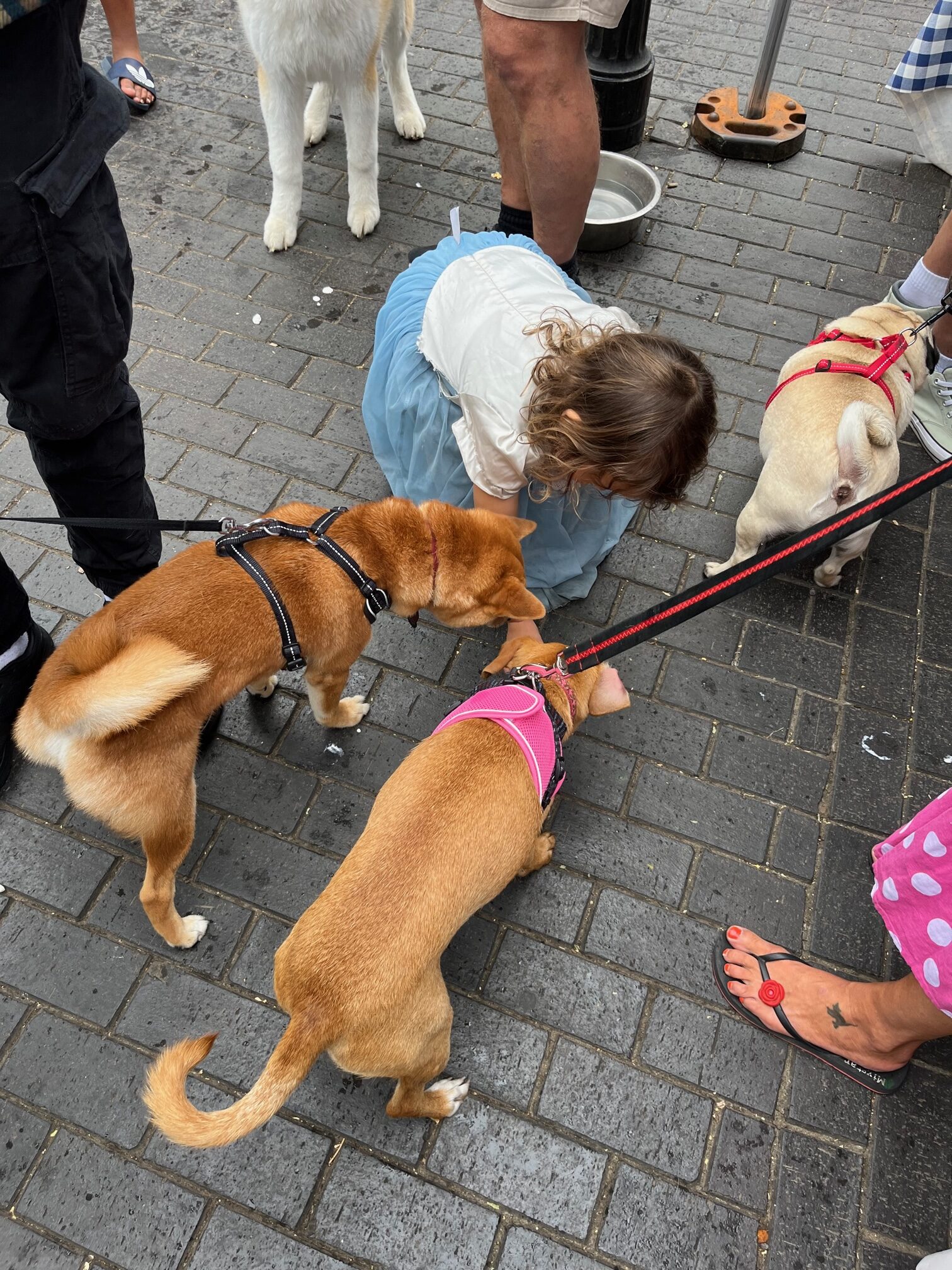 St Albans' first Dog Day.