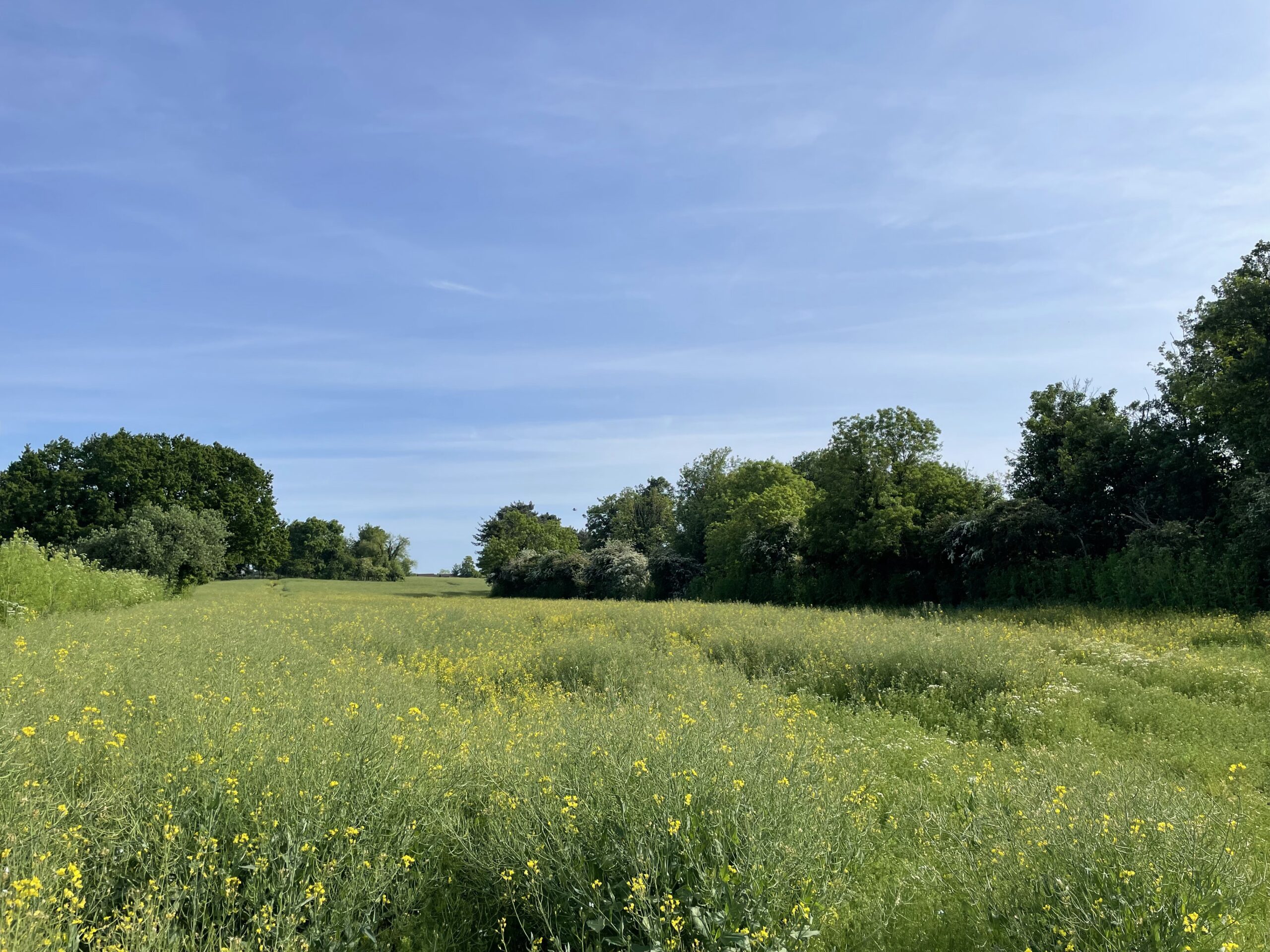 The threatened Green Belt land in Park Street