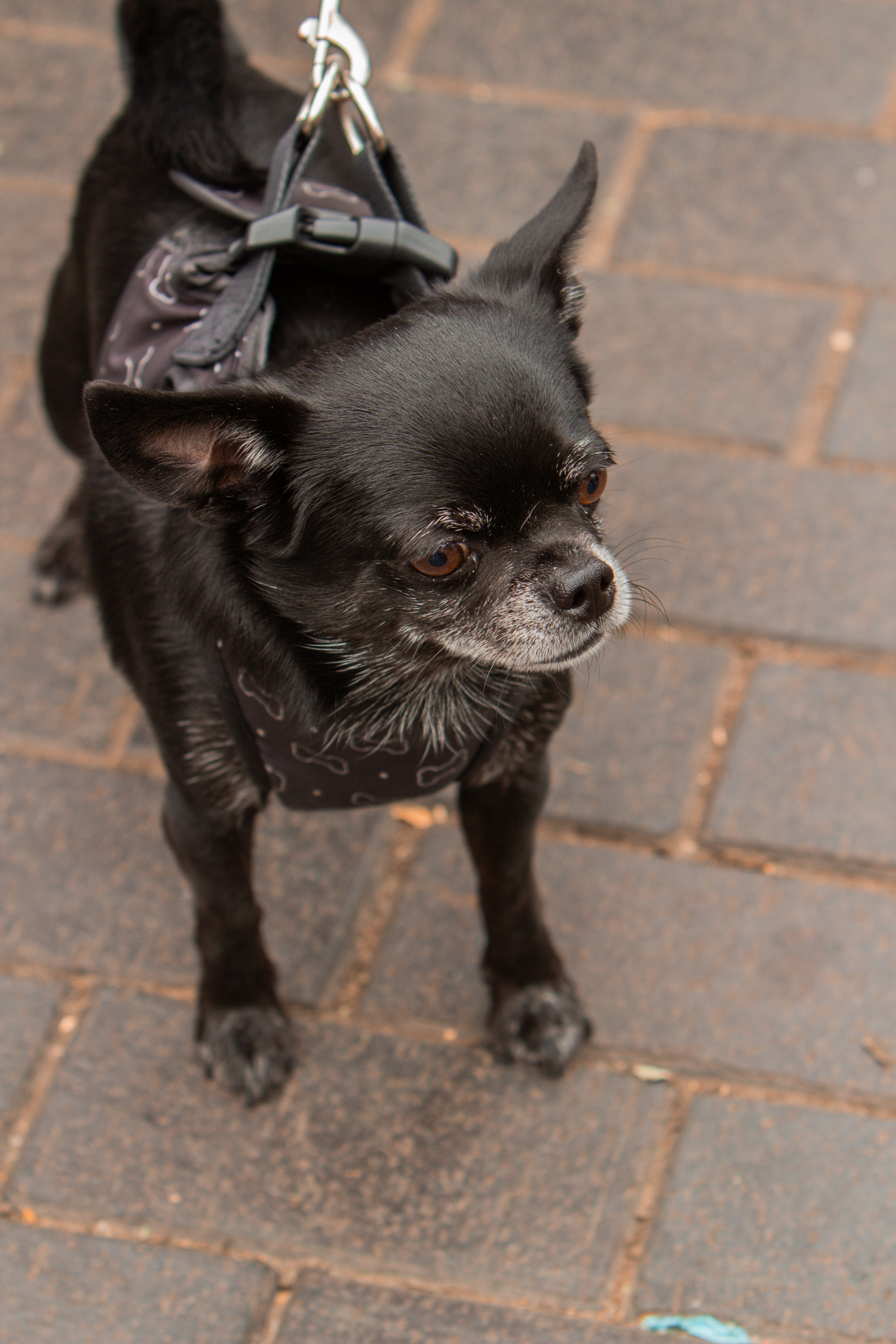 St Albans' first Dog Day. Photo: Lee Romi (photofabulousuk@gmail.com)