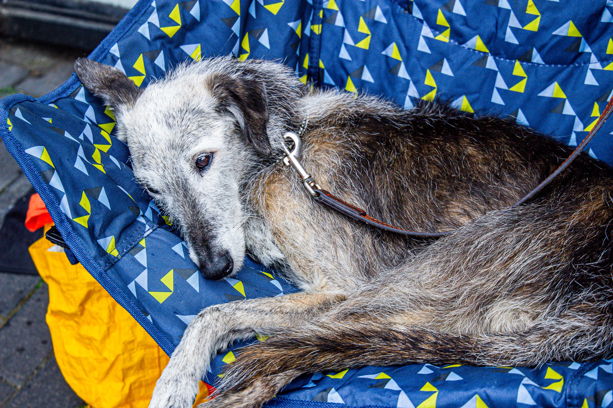 St Albans' first Dog Day. Photo: Lee Romi (photofabulousuk@gmail.com)