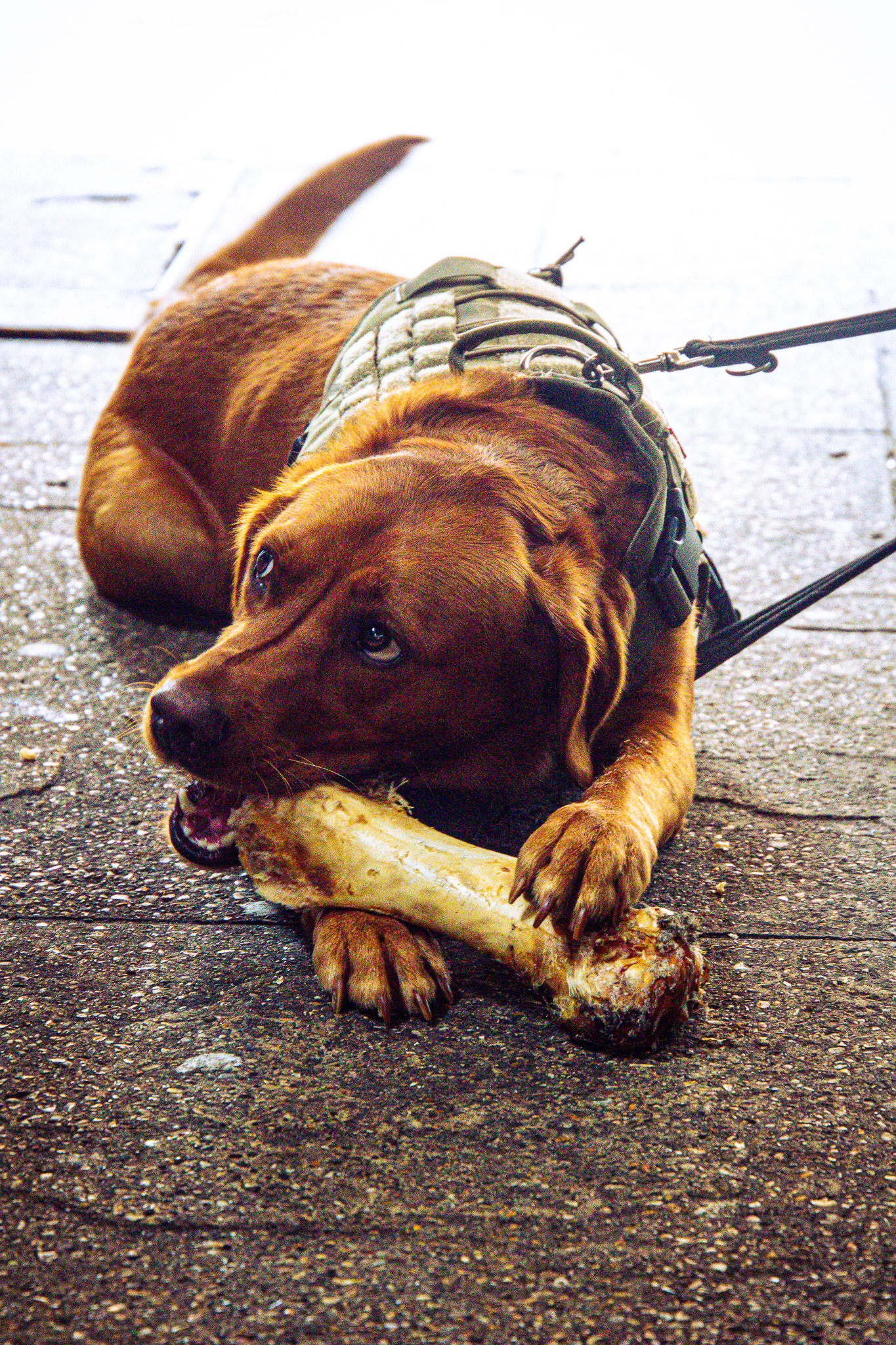 St Albans' first Dog Day. Photo: Lee Romi (photofabulousuk@gmail.com)