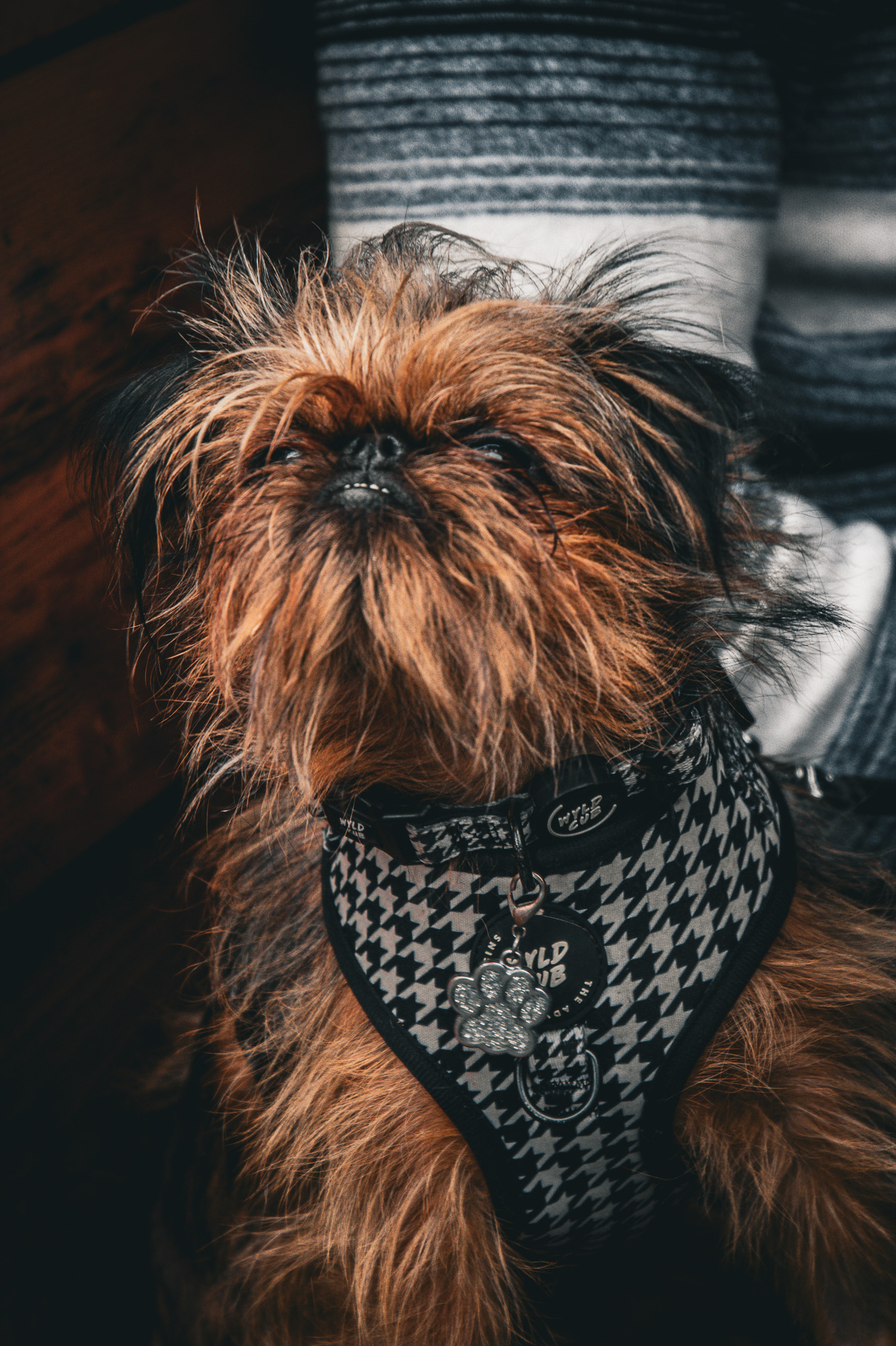 St Albans' first Dog Day. Photo: Lee Romi (photofabulousuk@gmail.com)