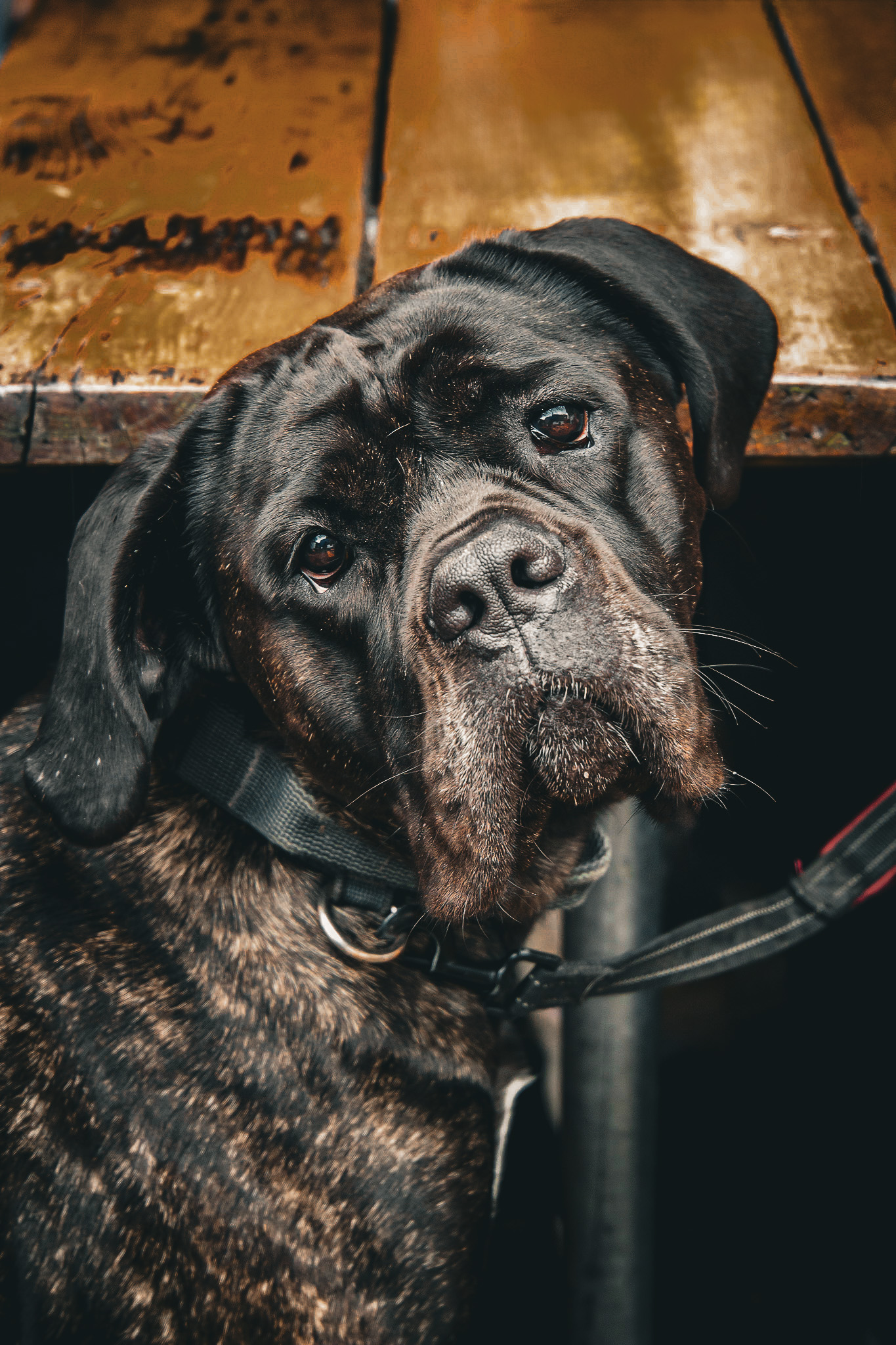 St Albans' first Dog Day. Photo: Lee Romi (photofabulousuk@gmail.com)