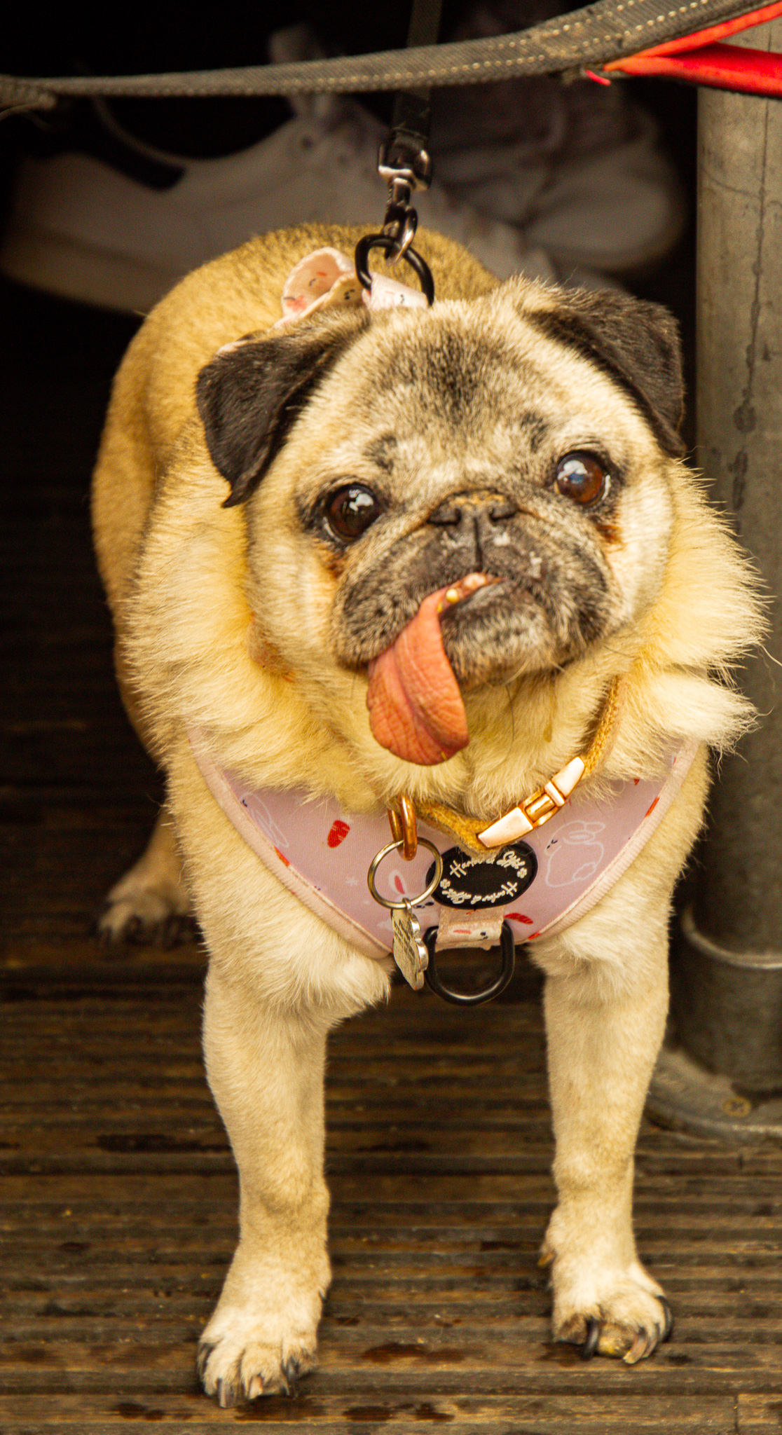 St Albans' first Dog Day. Photo: Lee Romi (photofabulousuk@gmail.com)