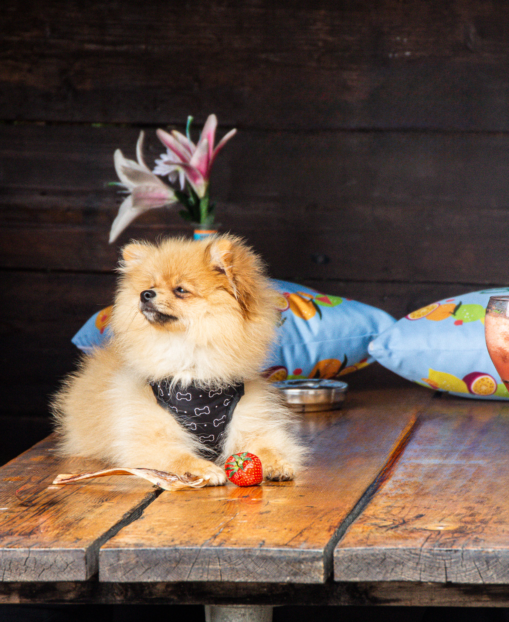 St Albans' first Dog Day. Photo: Lee Romi (photofabulousuk@gmail.com)
