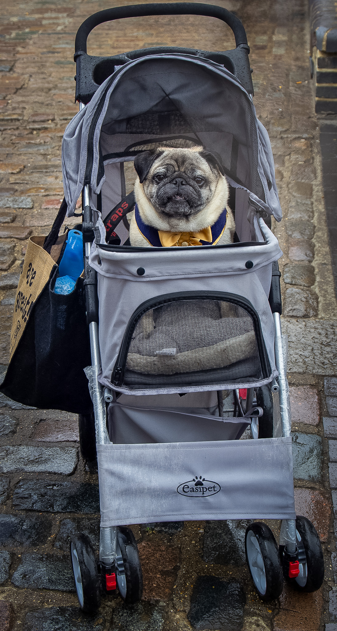 St Albans' first Dog Day. Photo: Lee Romi (photofabulousuk@gmail.com)