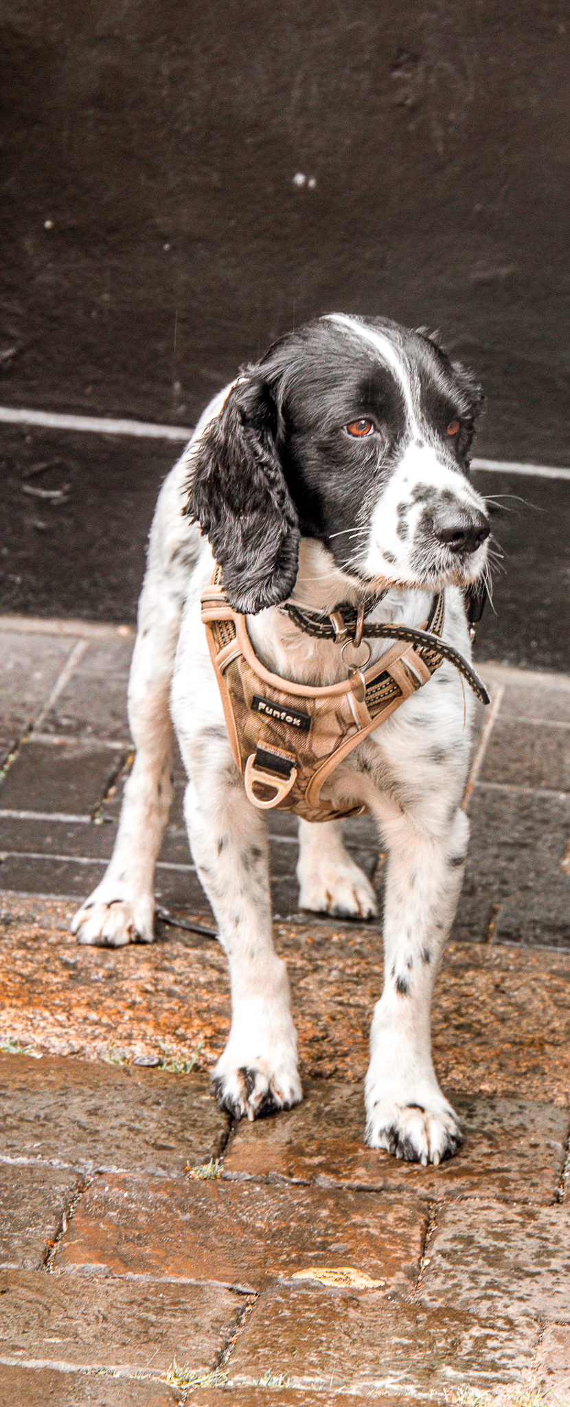 St Albans' first Dog Day. Photo: Lee Romi (photofabulousuk@gmail.com)
