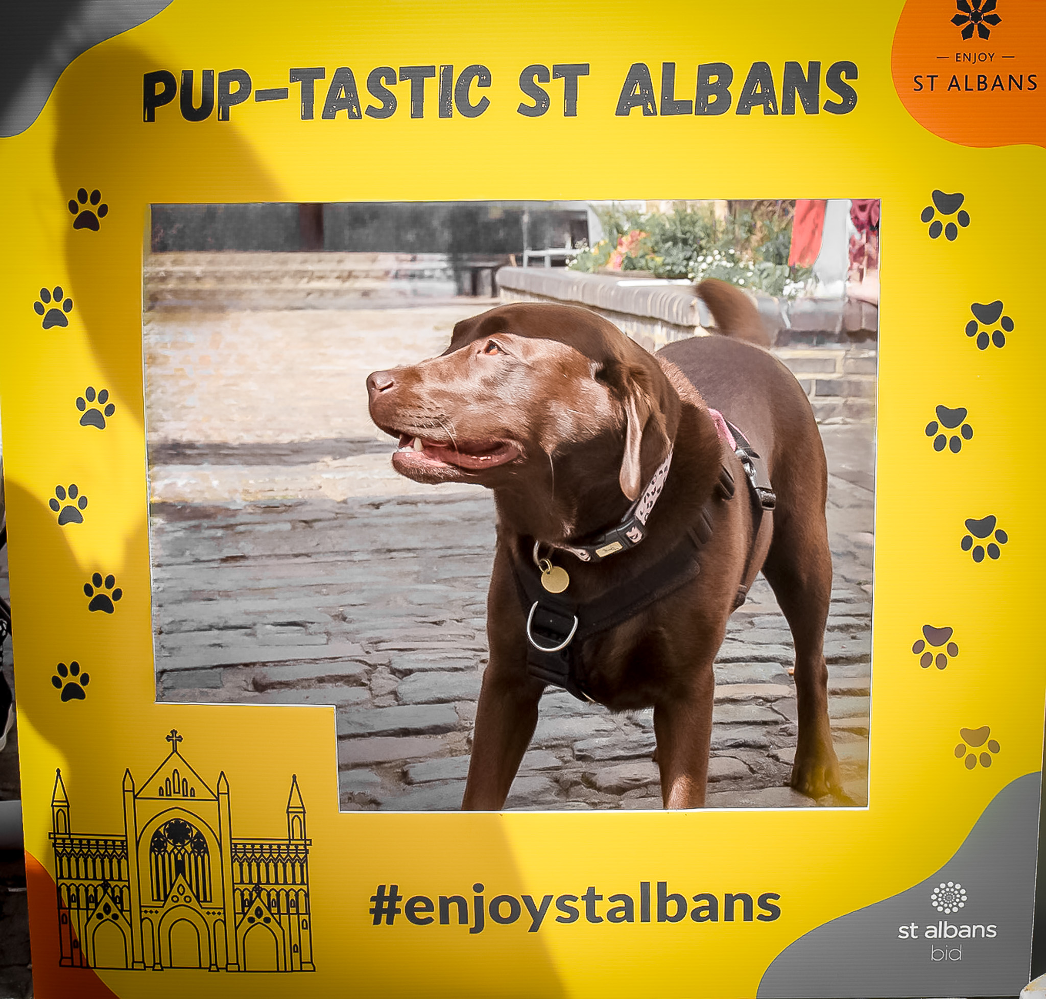 St Albans' first Dog Day. Photo: Lee Romi (photofabulousuk@gmail.com)