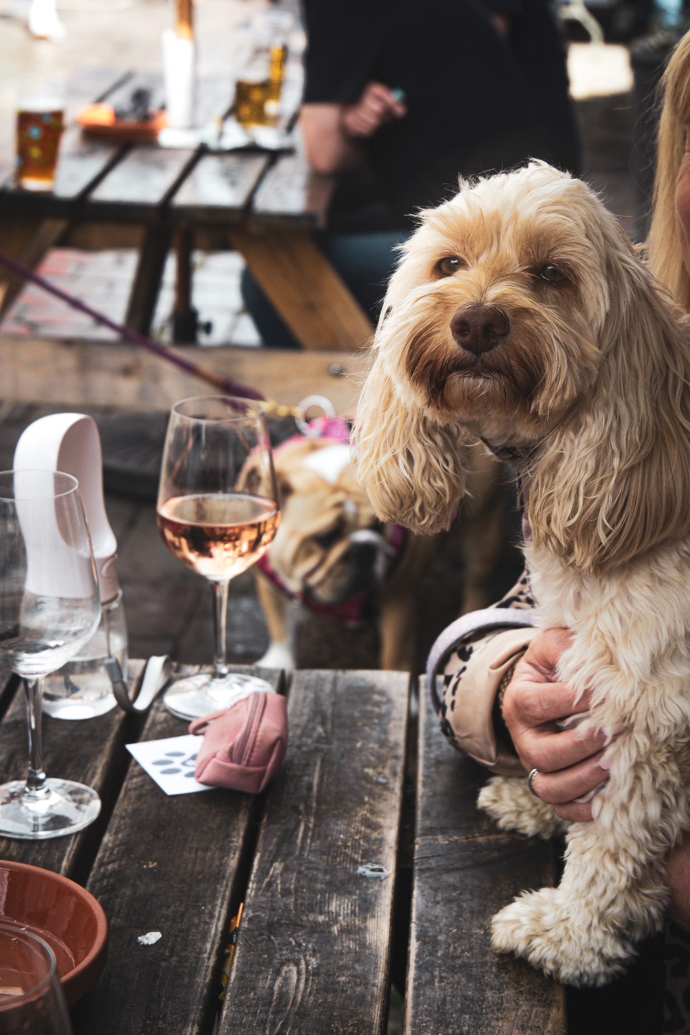 St Albans' first Dog Day. Photo: Lee Romi (photofabulousuk@gmail.com)