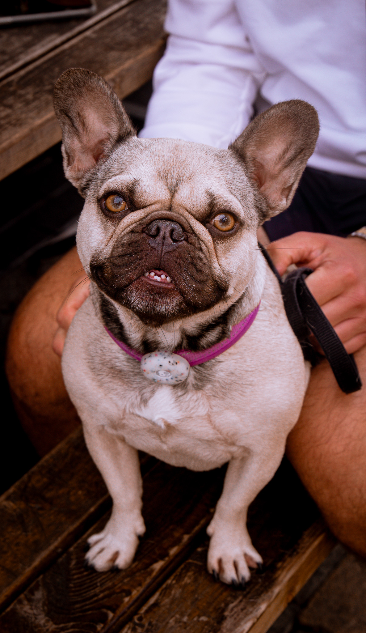 St Albans' first Dog Day. Photo: Lee Romi (photofabulousuk@gmail.com)