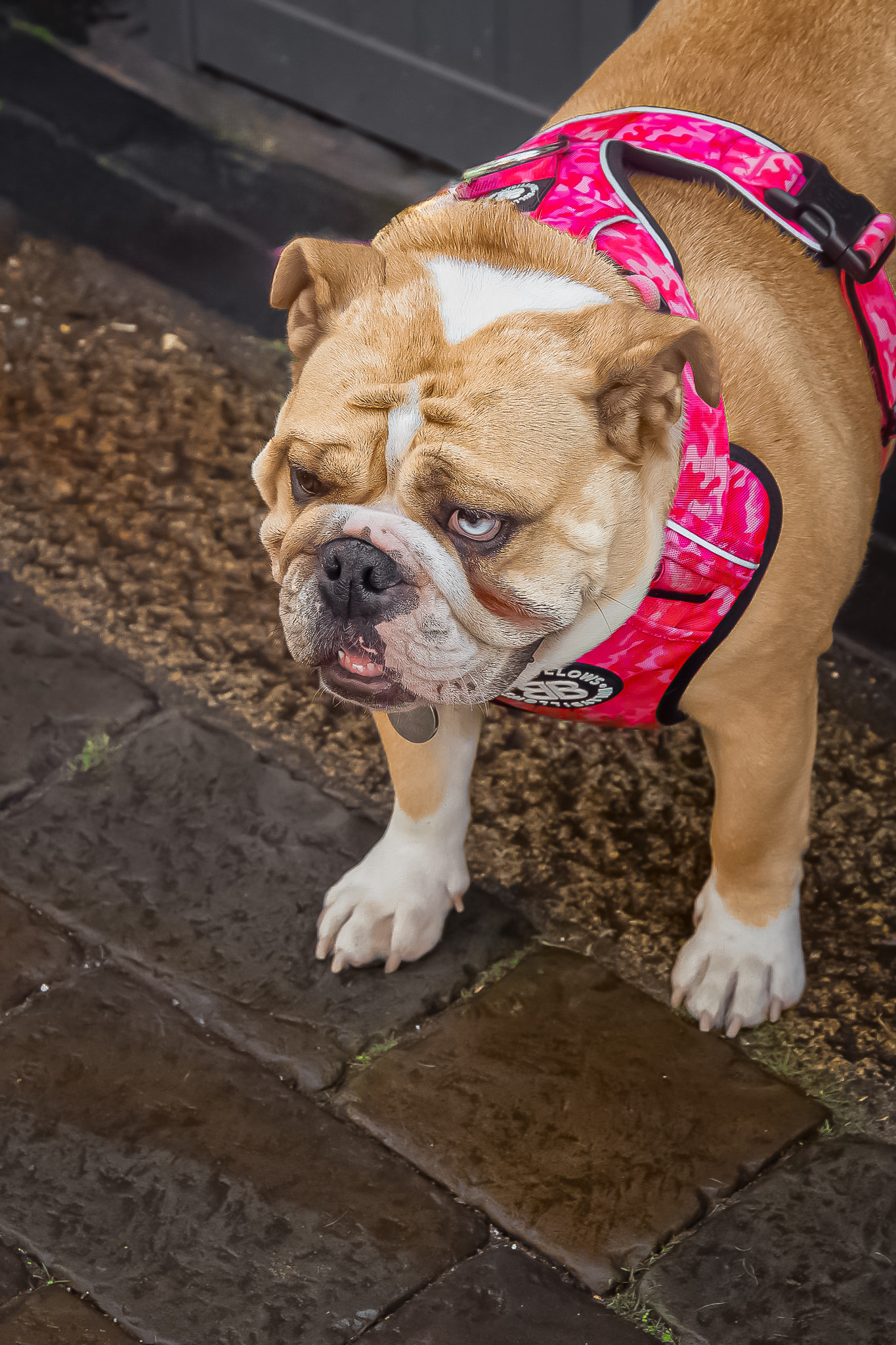 St Albans' first Dog Day. Photo: Lee Romi (photofabulousuk@gmail.com)