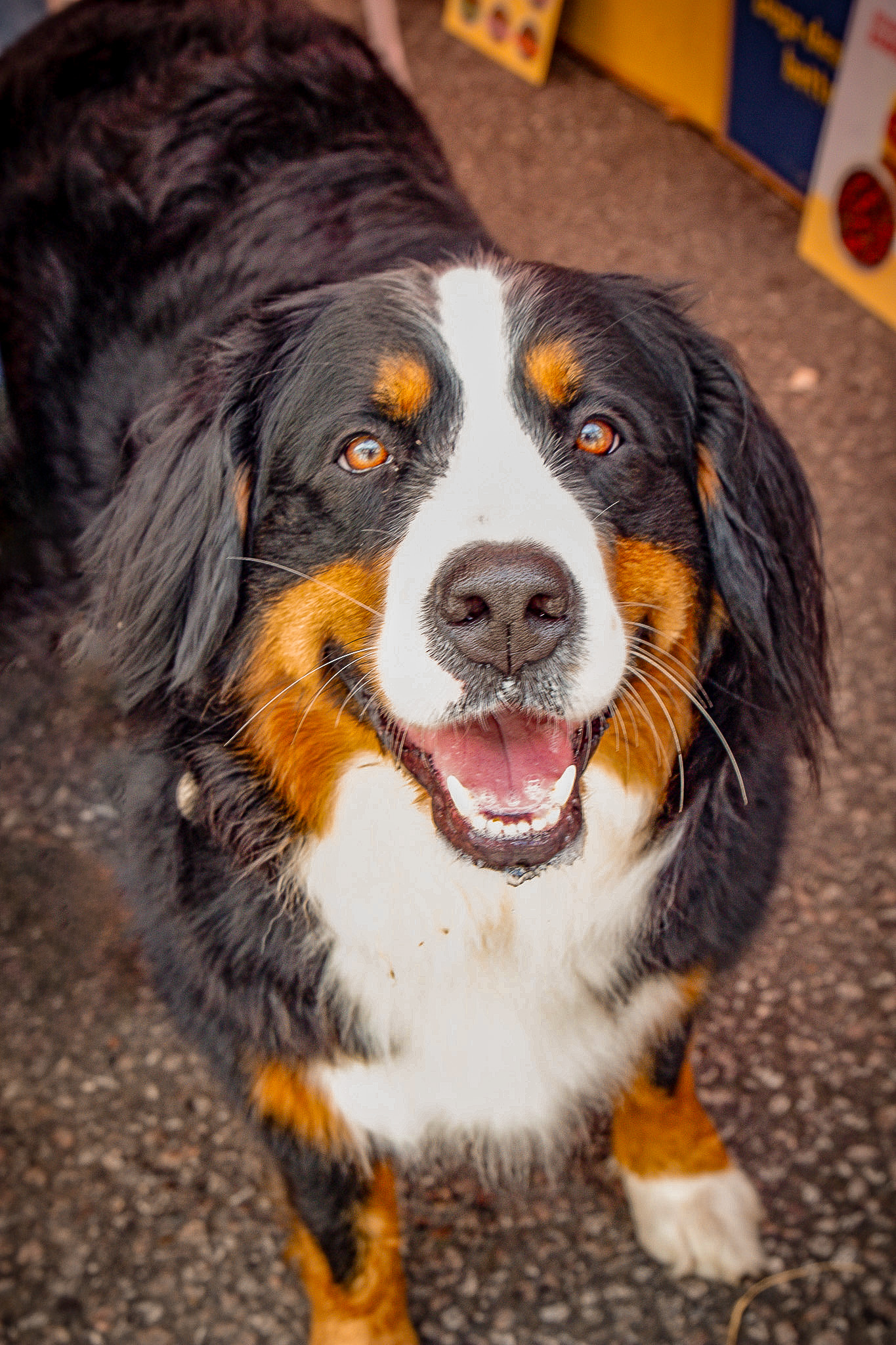 St Albans' first Dog Day. Photo: Lee Romi (photofabulousuk@gmail.com)