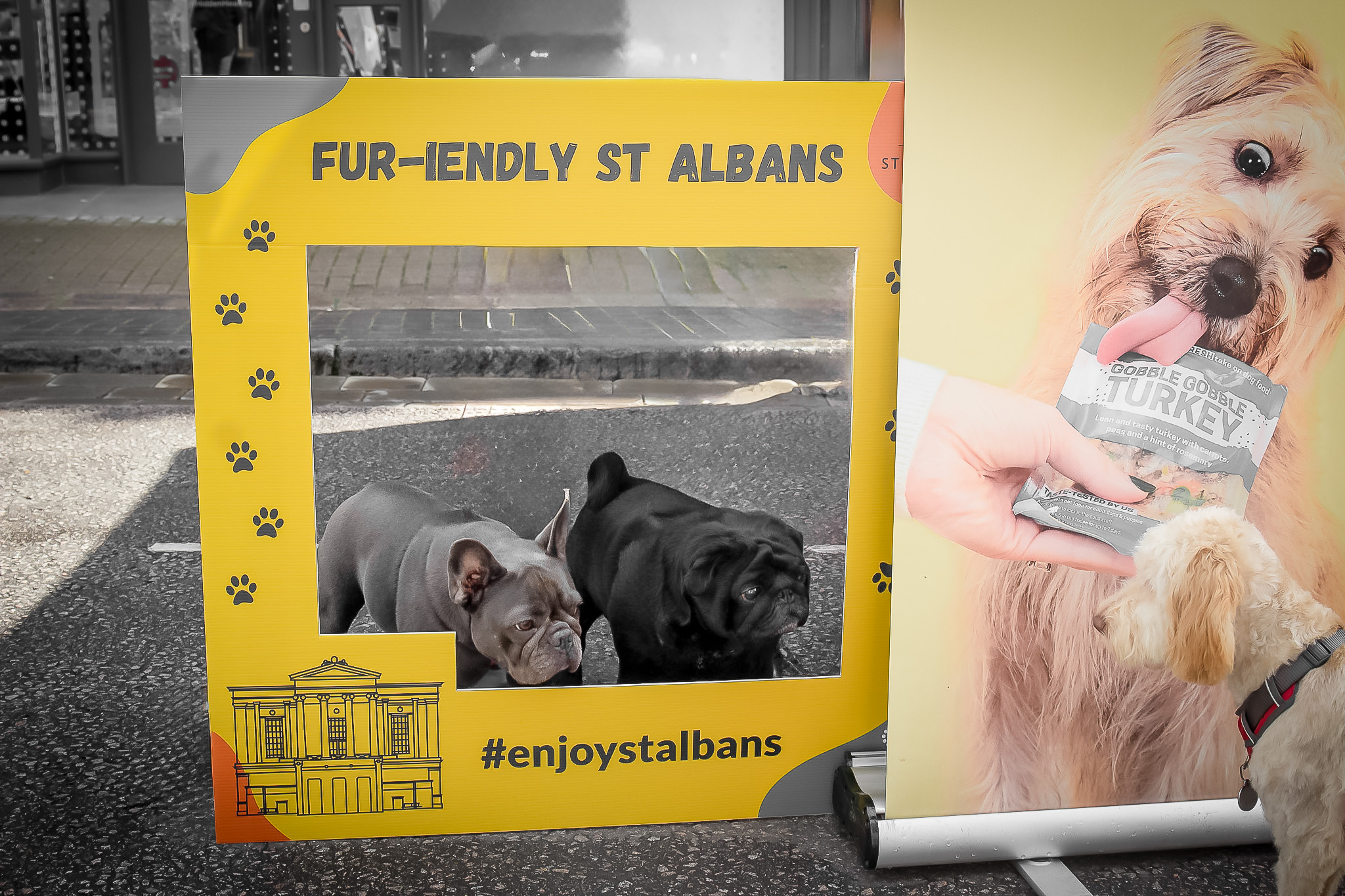 St Albans' first Dog Day. Photo: Lee Romi (photofabulousuk@gmail.com)
