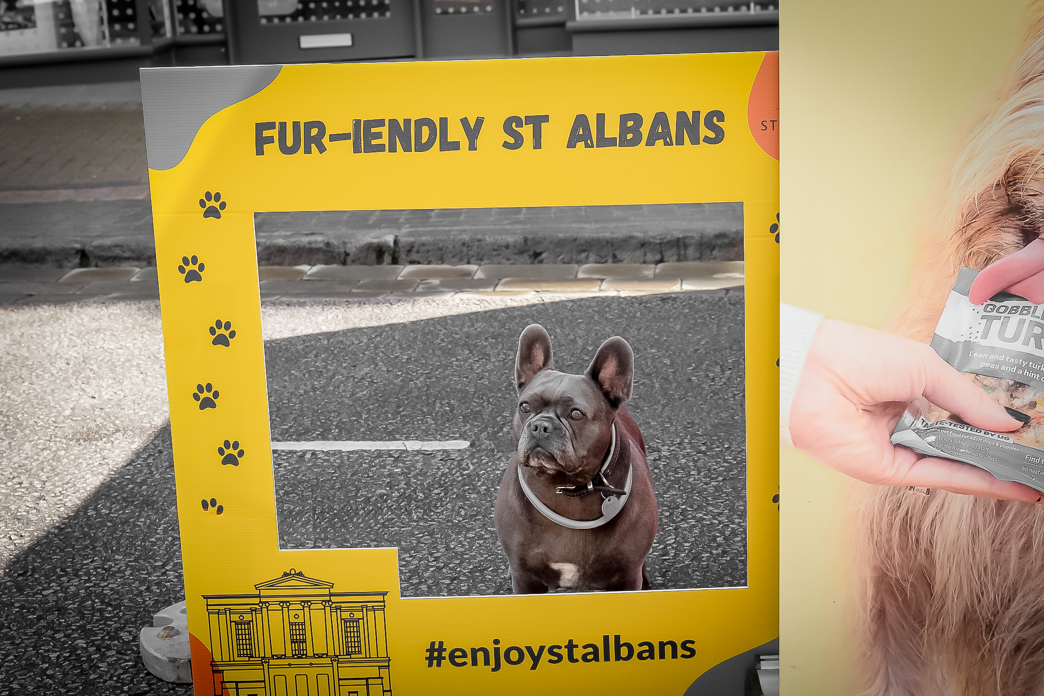 St Albans' first Dog Day. Photo: Lee Romi (photofabulousuk@gmail.com)