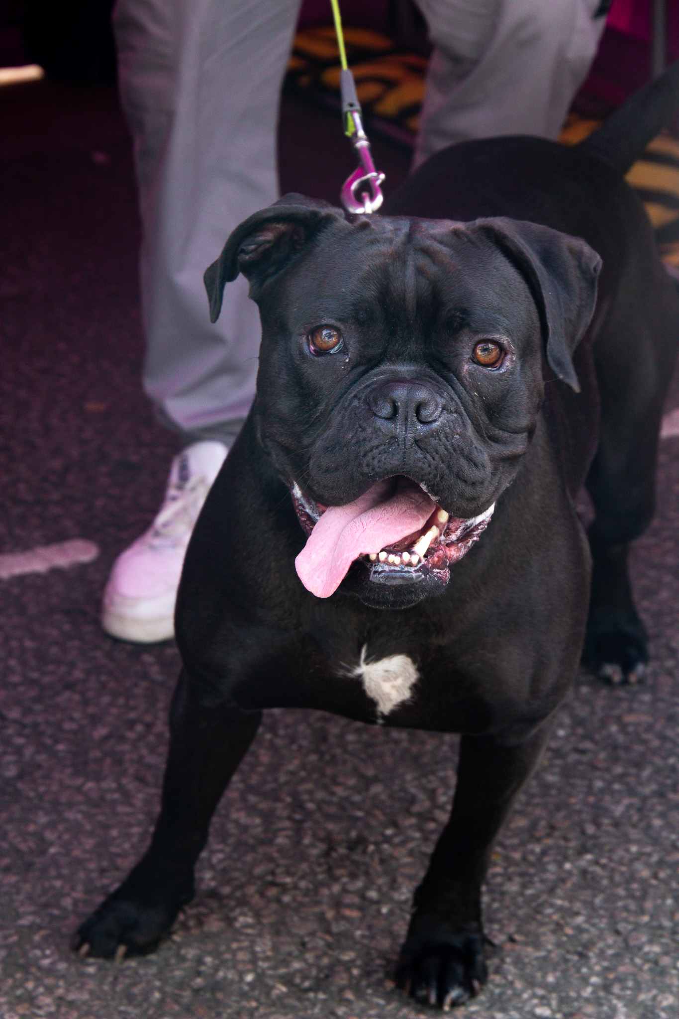 St Albans' first Dog Day. Photo: Lee Romi (photofabulousuk@gmail.com)