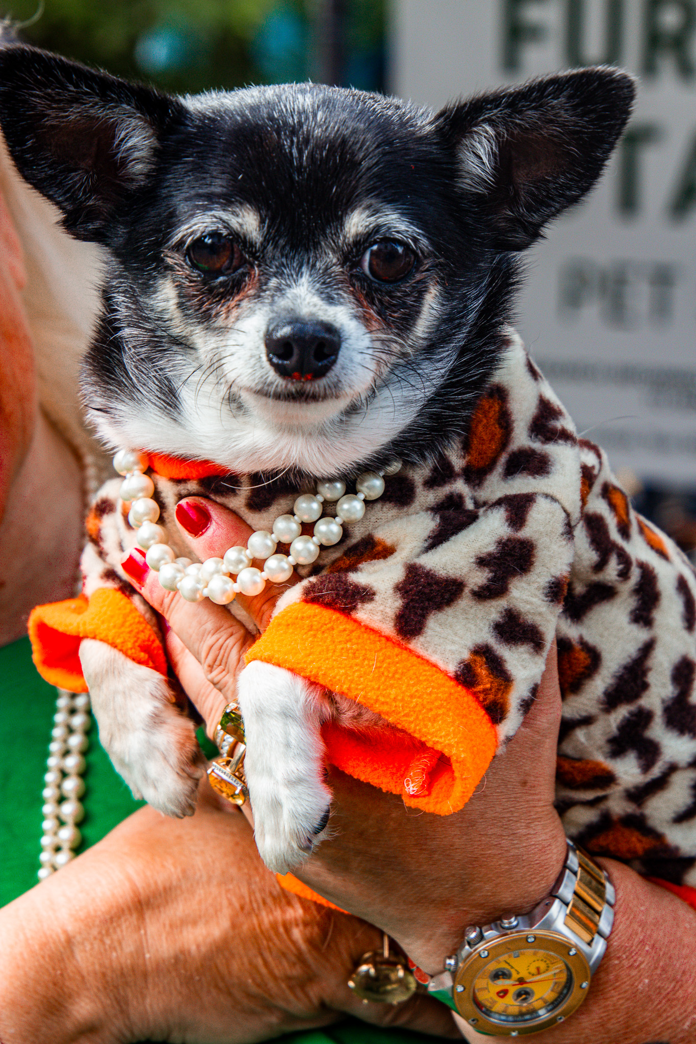 St Albans' first Dog Day. Photo: Lee Romi (photofabulousuk@gmail.com)