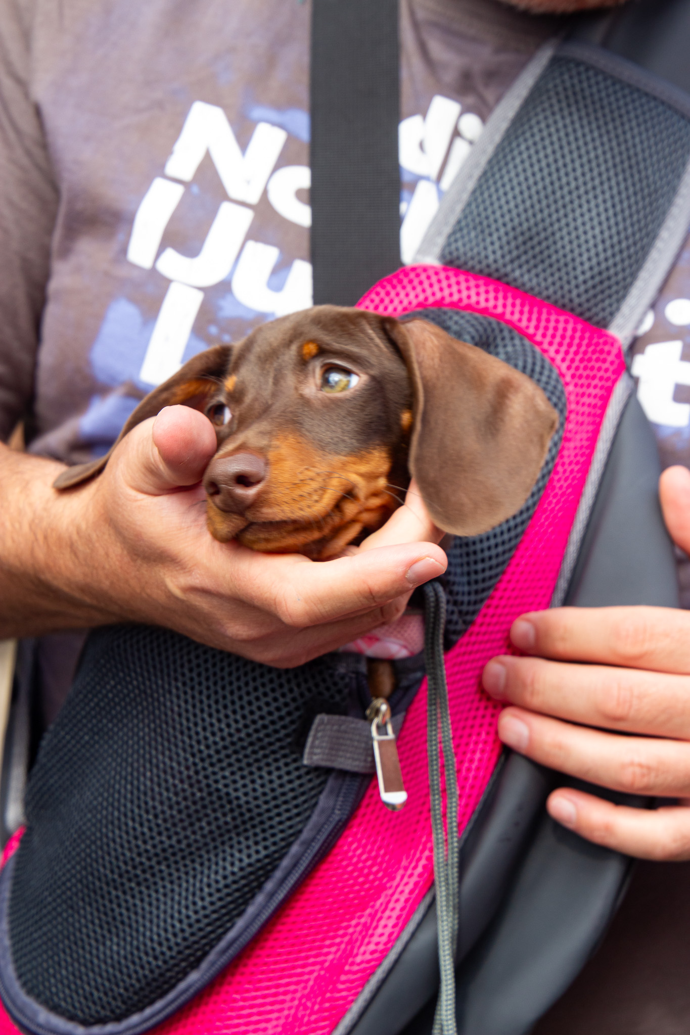 St Albans' first Dog Day. Photo: Lee Romi (photofabulousuk@gmail.com)