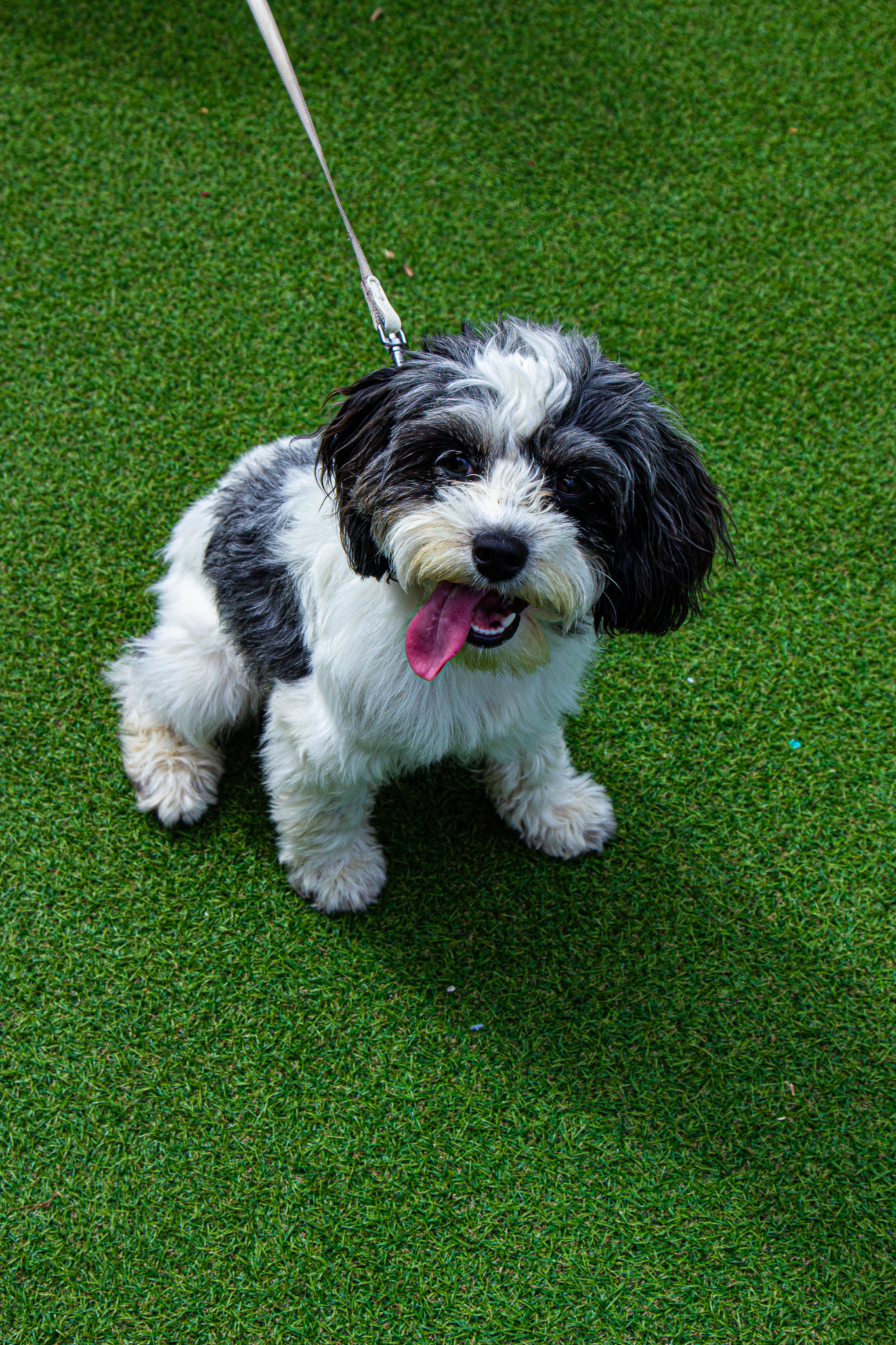 St Albans' first Dog Day. Photo: Lee Romi (photofabulousuk@gmail.com)