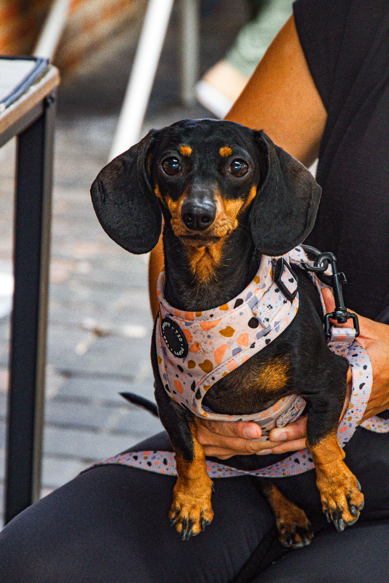St Albans' first Dog Day. Photo: Lee Romi (photofabulousuk@gmail.com)