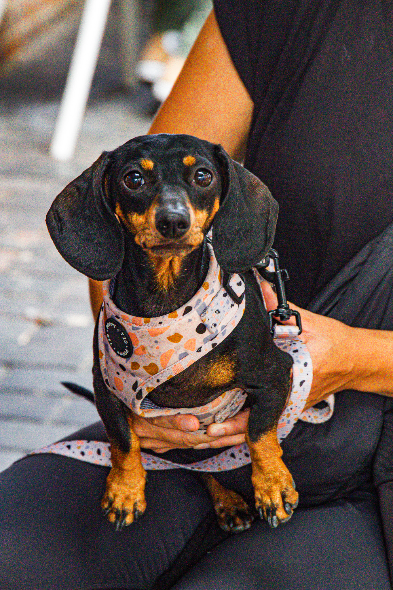 St Albans' first Dog Day. Photo: Lee Romi (photofabulousuk@gmail.com)