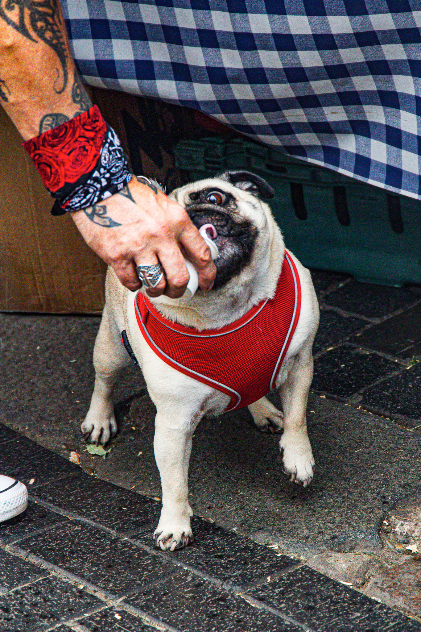 St Albans' first Dog Day. Photo: Lee Romi (photofabulousuk@gmail.com)