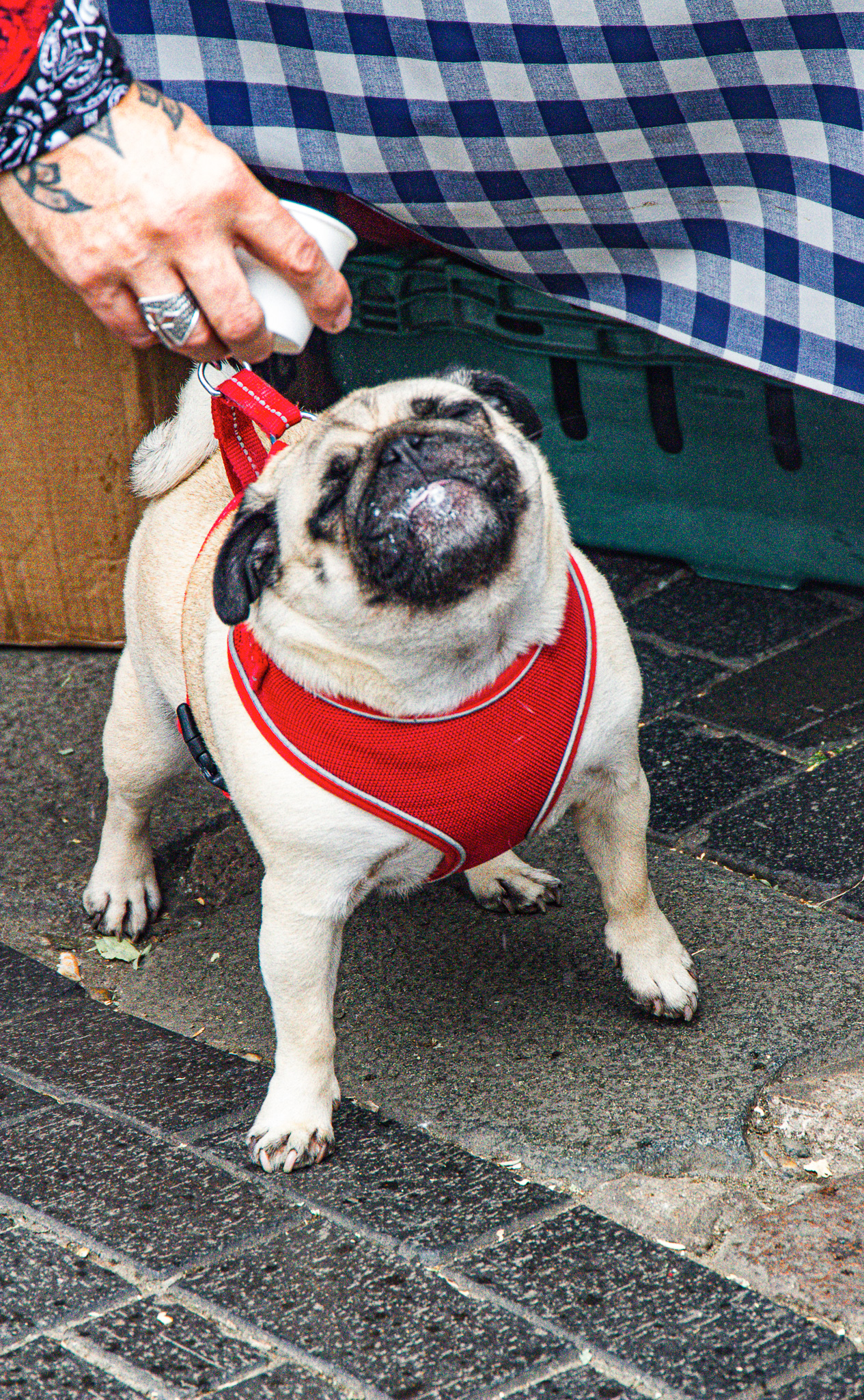 St Albans' first Dog Day. Photo: Lee Romi (photofabulousuk@gmail.com)