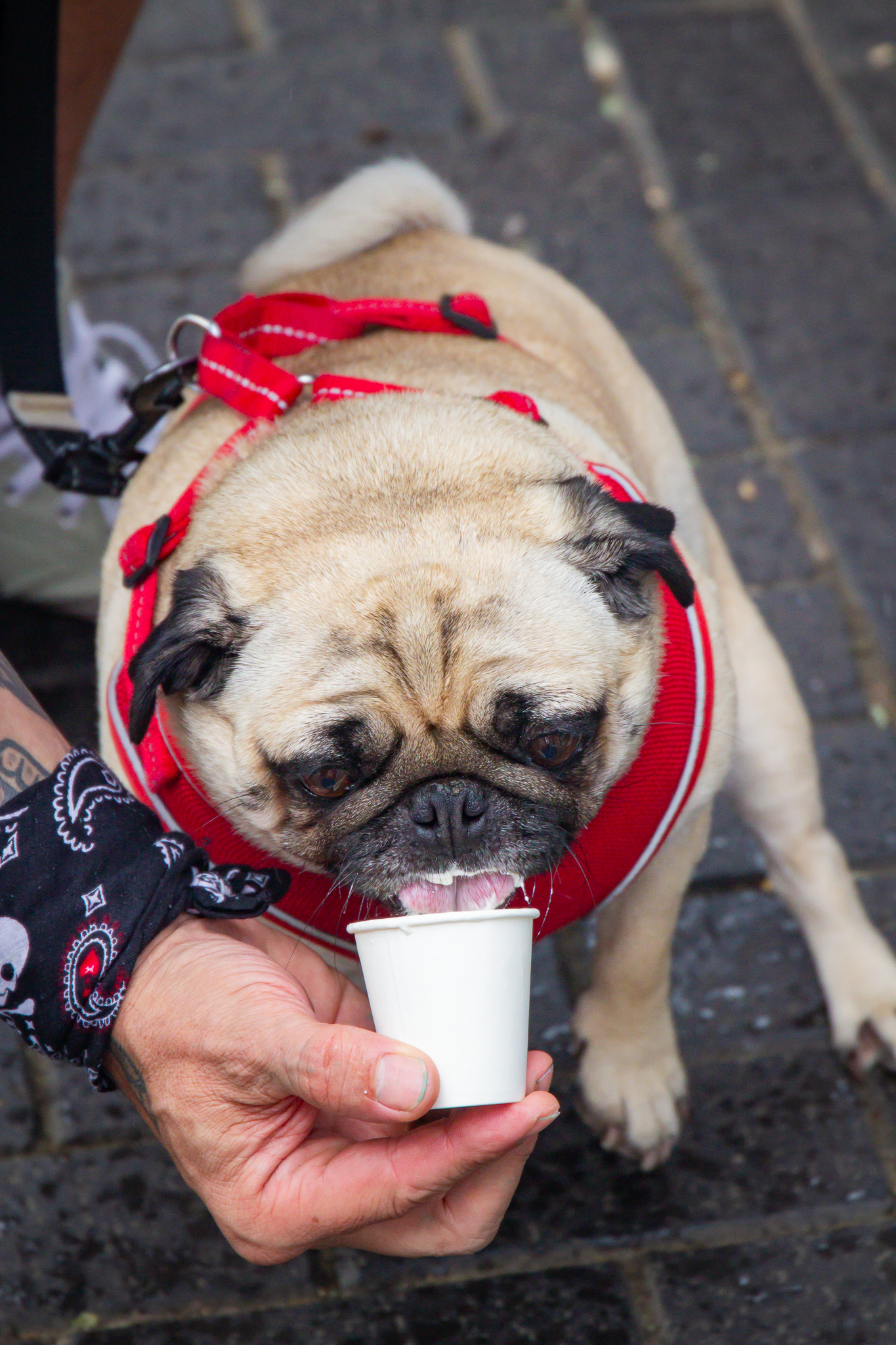 St Albans' first Dog Day. Photo: Lee Romi (photofabulousuk@gmail.com)