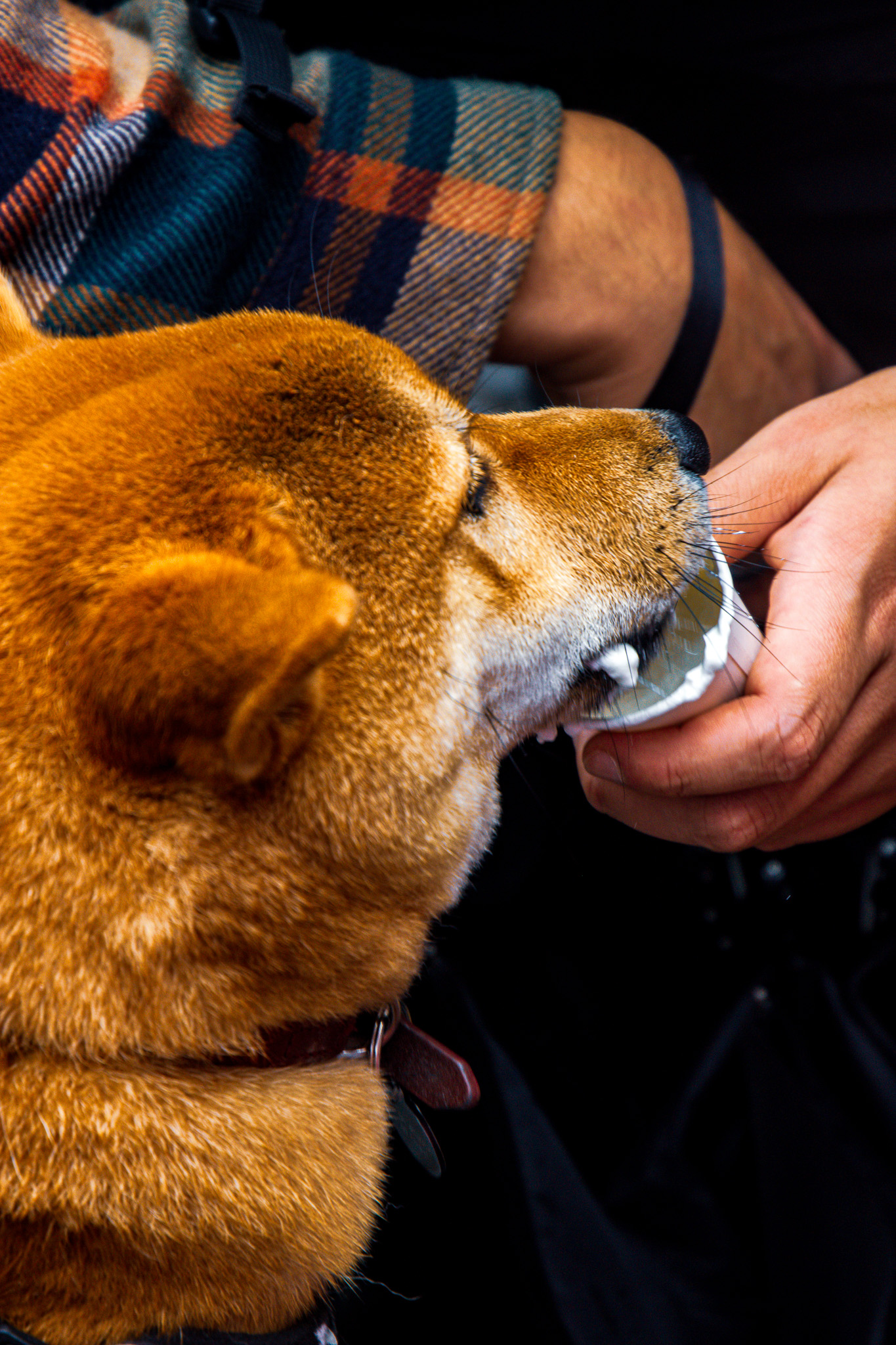 St Albans' first Dog Day. Photo: Lee Romi (photofabulousuk@gmail.com)