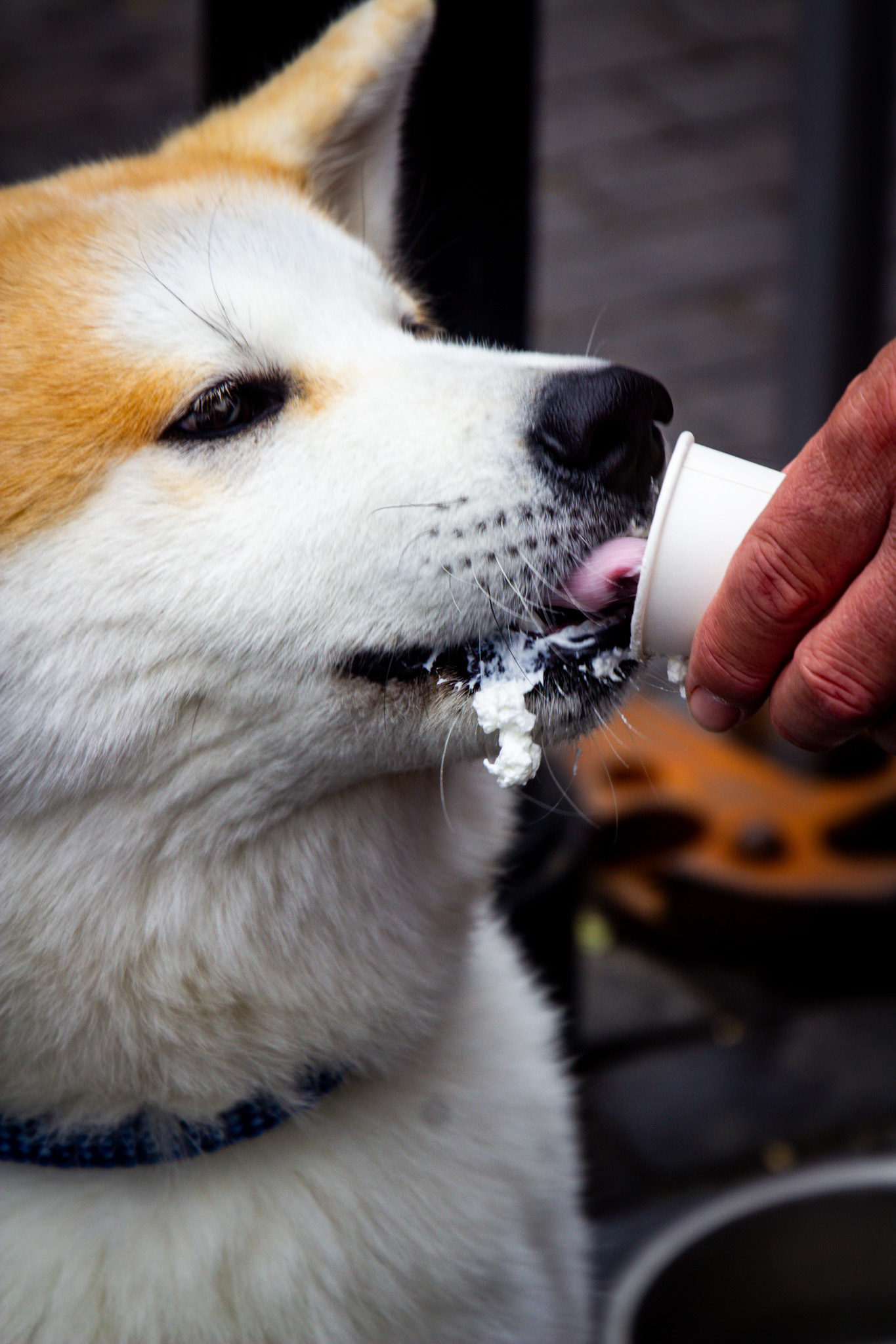 St Albans' first Dog Day. Photo: Lee Romi (photofabulousuk@gmail.com)