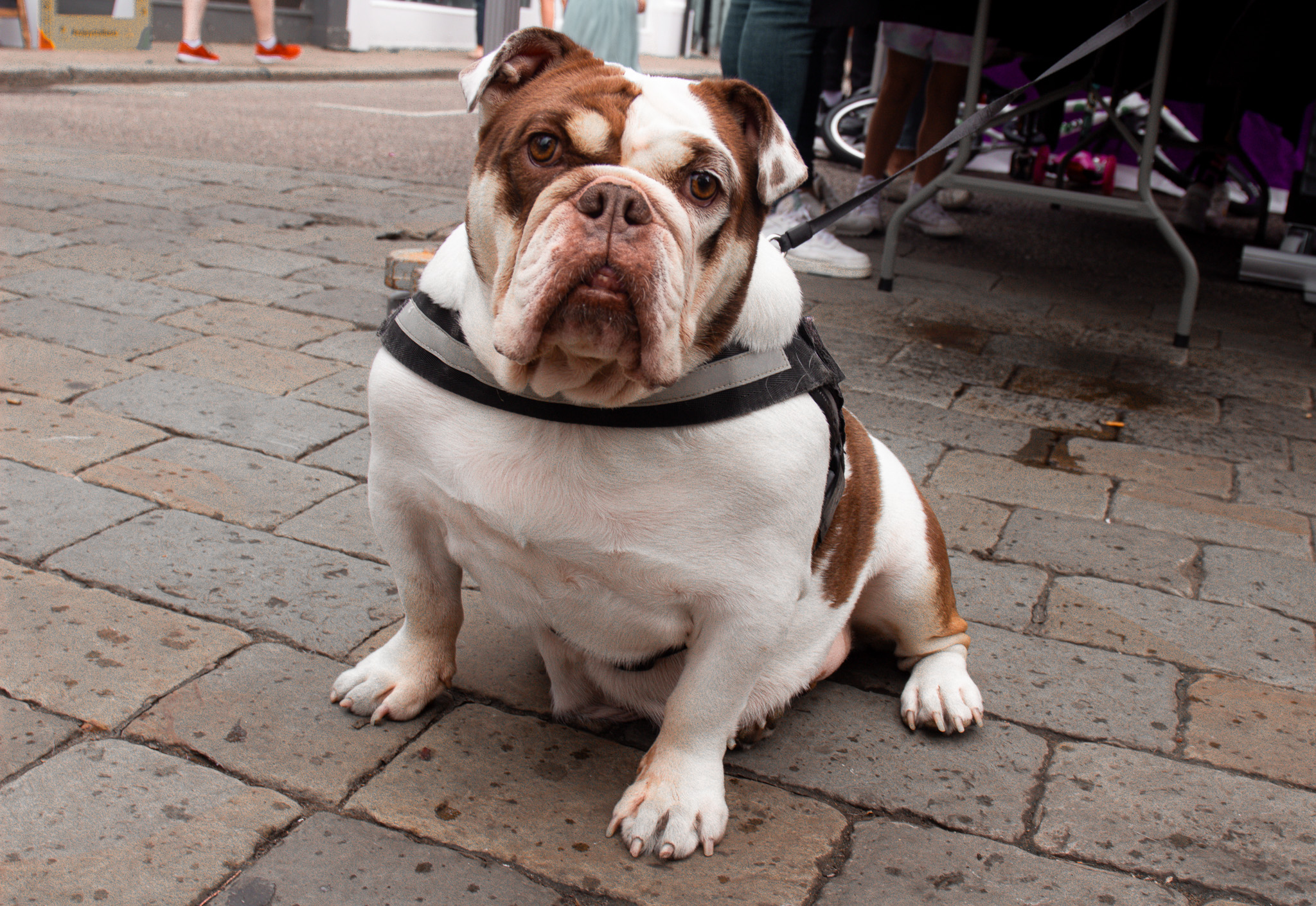 St Albans' first Dog Day. Photo: Lee Romi (photofabulousuk@gmail.com)