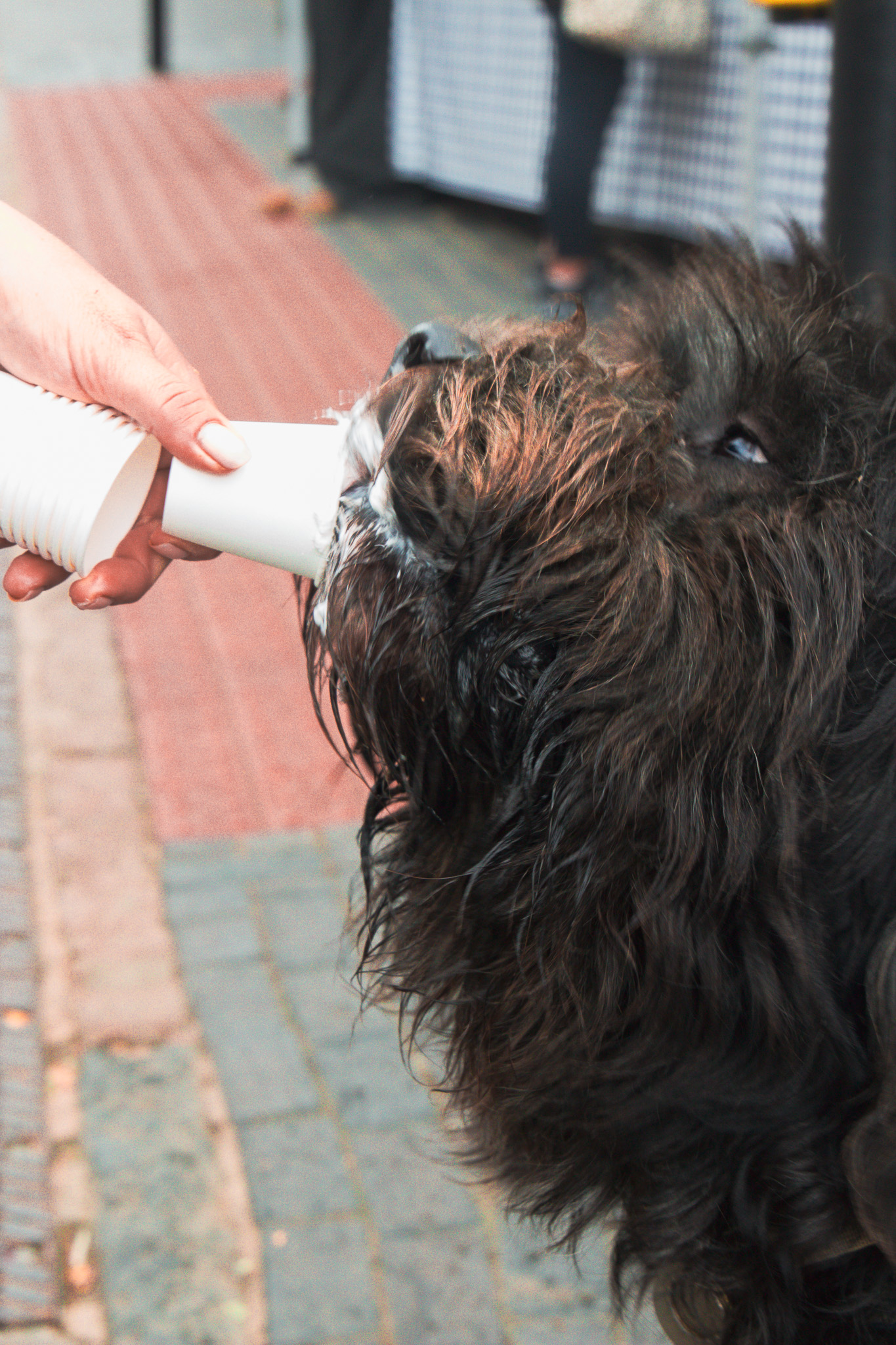 St Albans' first Dog Day. Photo: Lee Romi (photofabulousuk@gmail.com)