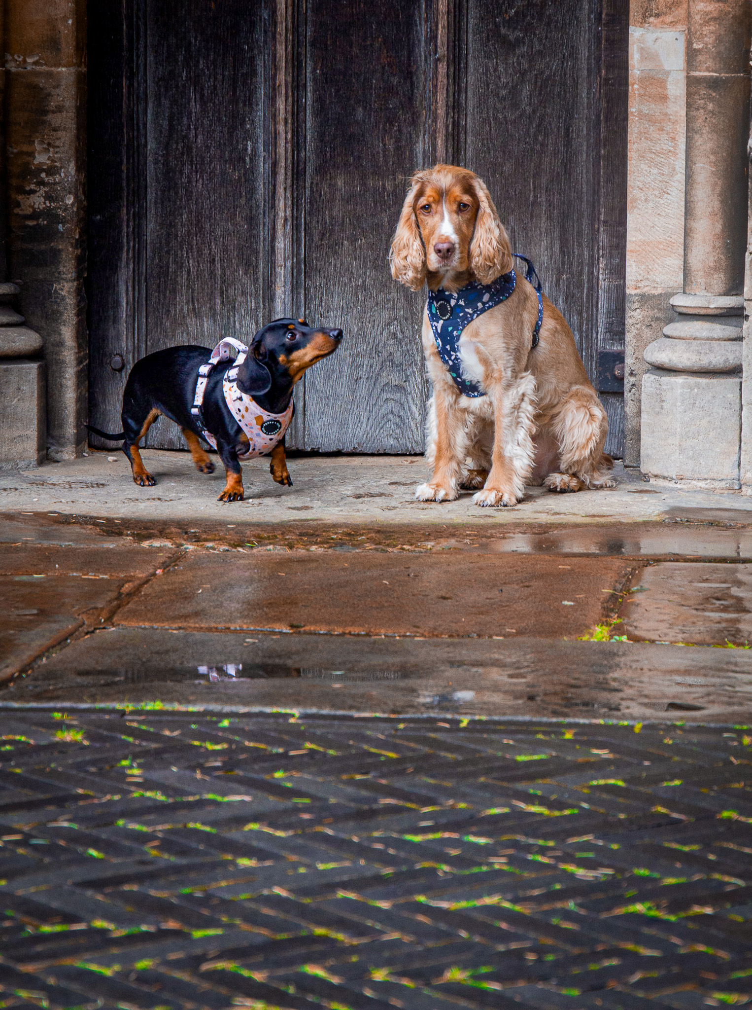 St Albans' first Dog Day. Photo: Lee Romi (photofabulousuk@gmail.com)