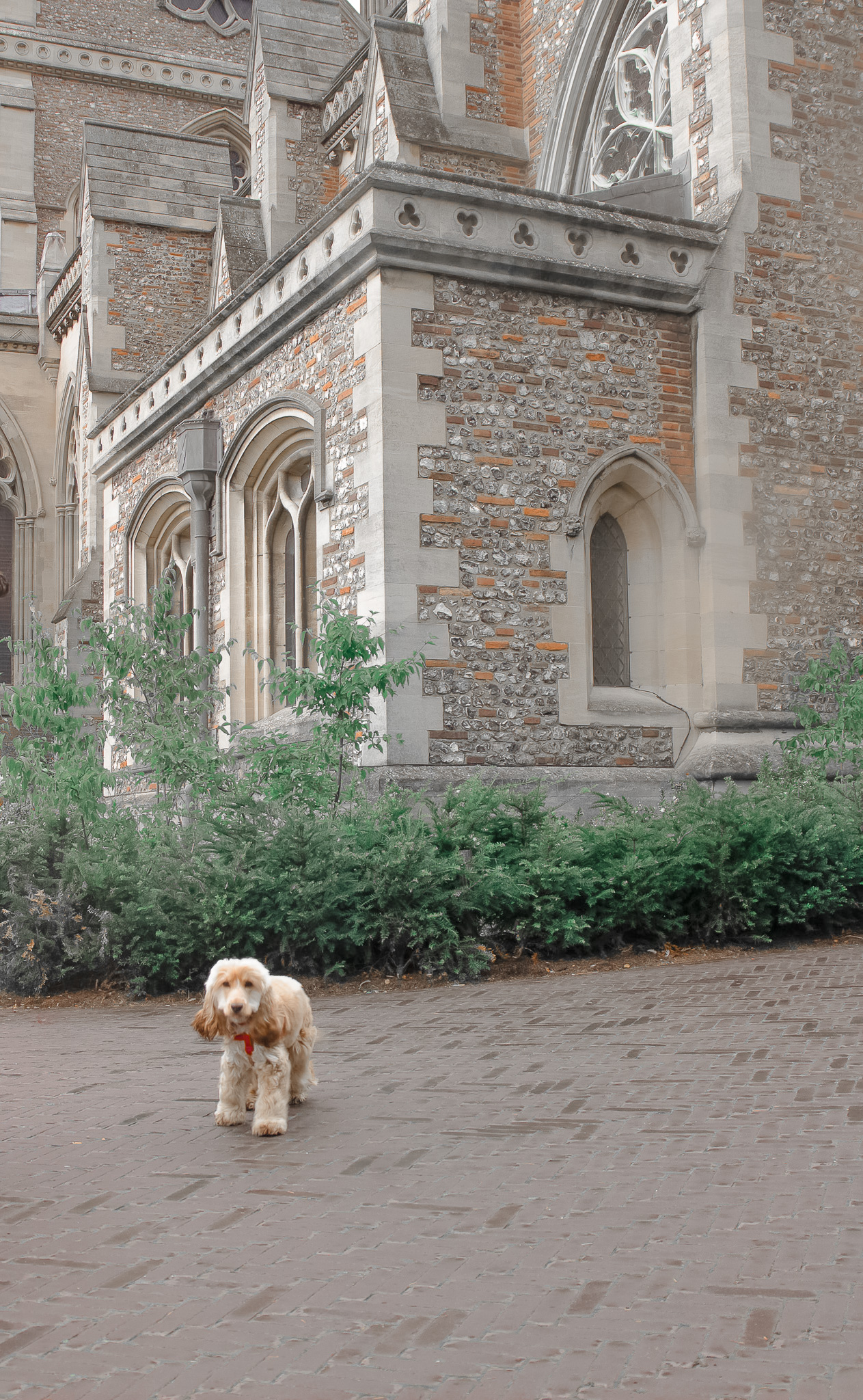 St Albans' first Dog Day. Photo: Lee Romi (photofabulousuk@gmail.com)