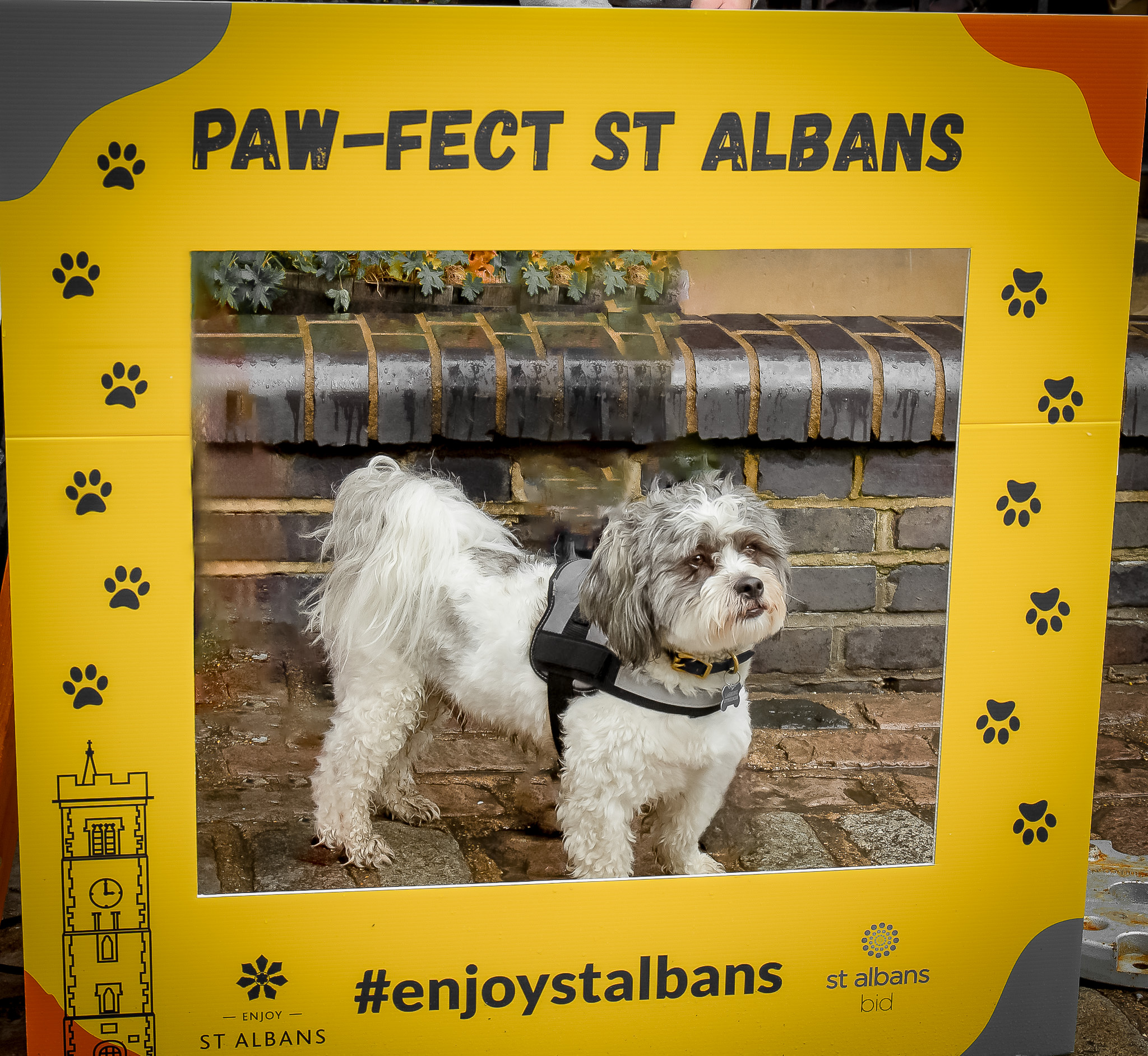St Albans' first Dog Day. Photo: Lee Romi (photofabulousuk@gmail.com)