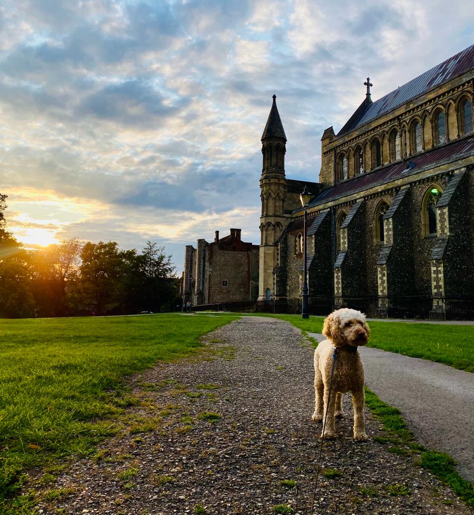 St Albans Dog Day is on August 26.