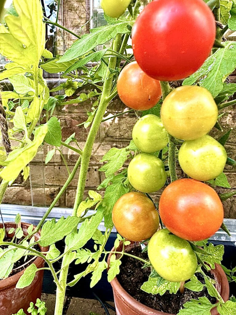 Tomatoes growing on the vine.