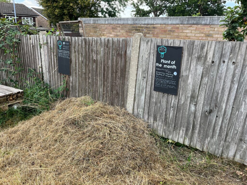 Martyr mini-meadow following the mowing.