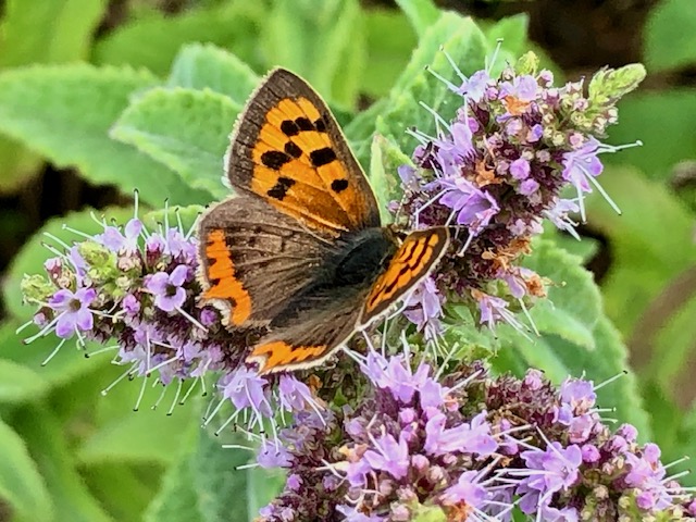 Bedmond Lane Wildlife Meadow. Photo: Robert Wareing.